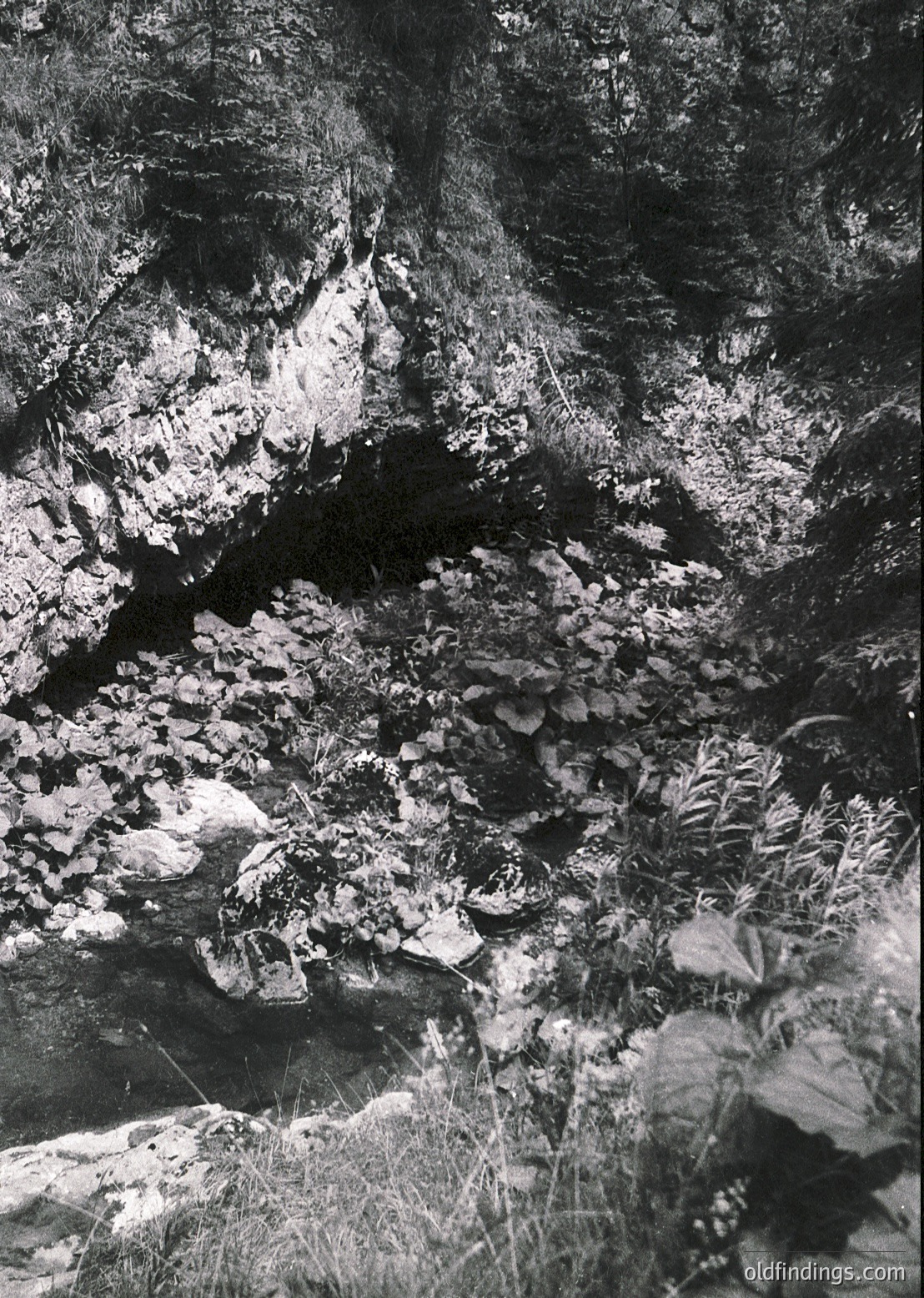 High-contrast black-and-white shot of a rugged, rocky canyon with sparse vegetation. Jagged rock formations dominate the scene, with patches of dry grass and small plants clinging to crevices. Likely a desert or alpine environment, emphasizing raw geological textures.