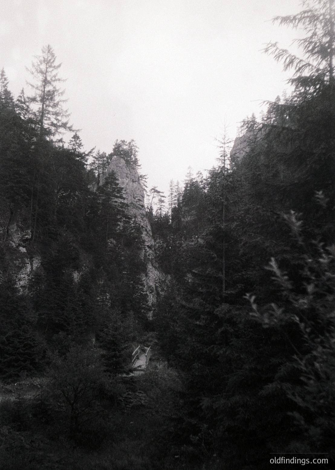 Vintage black-and-white mountain forest scene with dense coniferous trees framing a rocky ridge. A lone figure in mid-stride appears near a small, elevated clearing. Dramatic lighting enhances texture in the foliage and rocky terrain. Likely early-to-mid 20th century alpine photography.