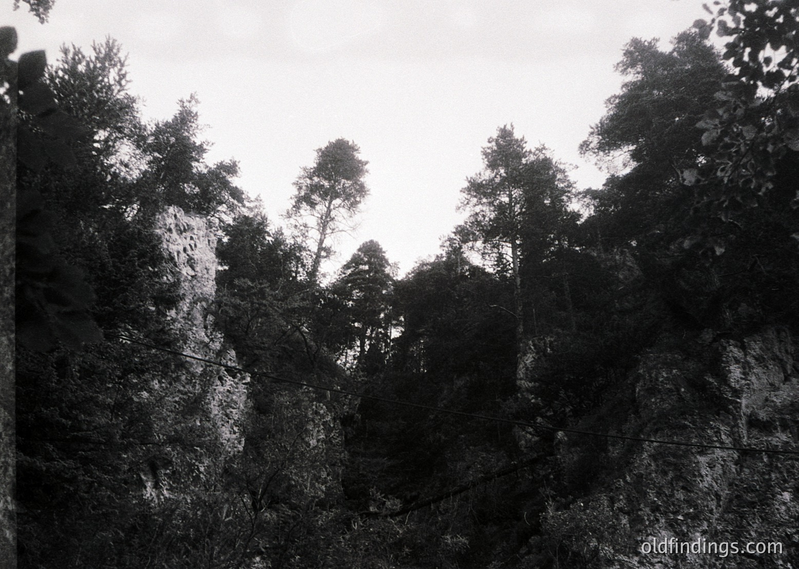 Monochrome forest scene with dense coniferous trees framing rocky cliff face. Dramatic lighting enhances texture of bark and stone. Likely early/mid-20th century vintage black-and-white photography. Ideal for nature, landscape, and historical stock imagery.