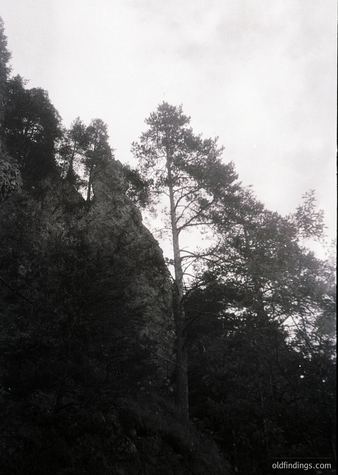 Monochrome landscape featuring rugged rock formations and dense coniferous forest. Dramatic vertical composition highlights a lone tree clinging to a steep cliffside under overcast skies.