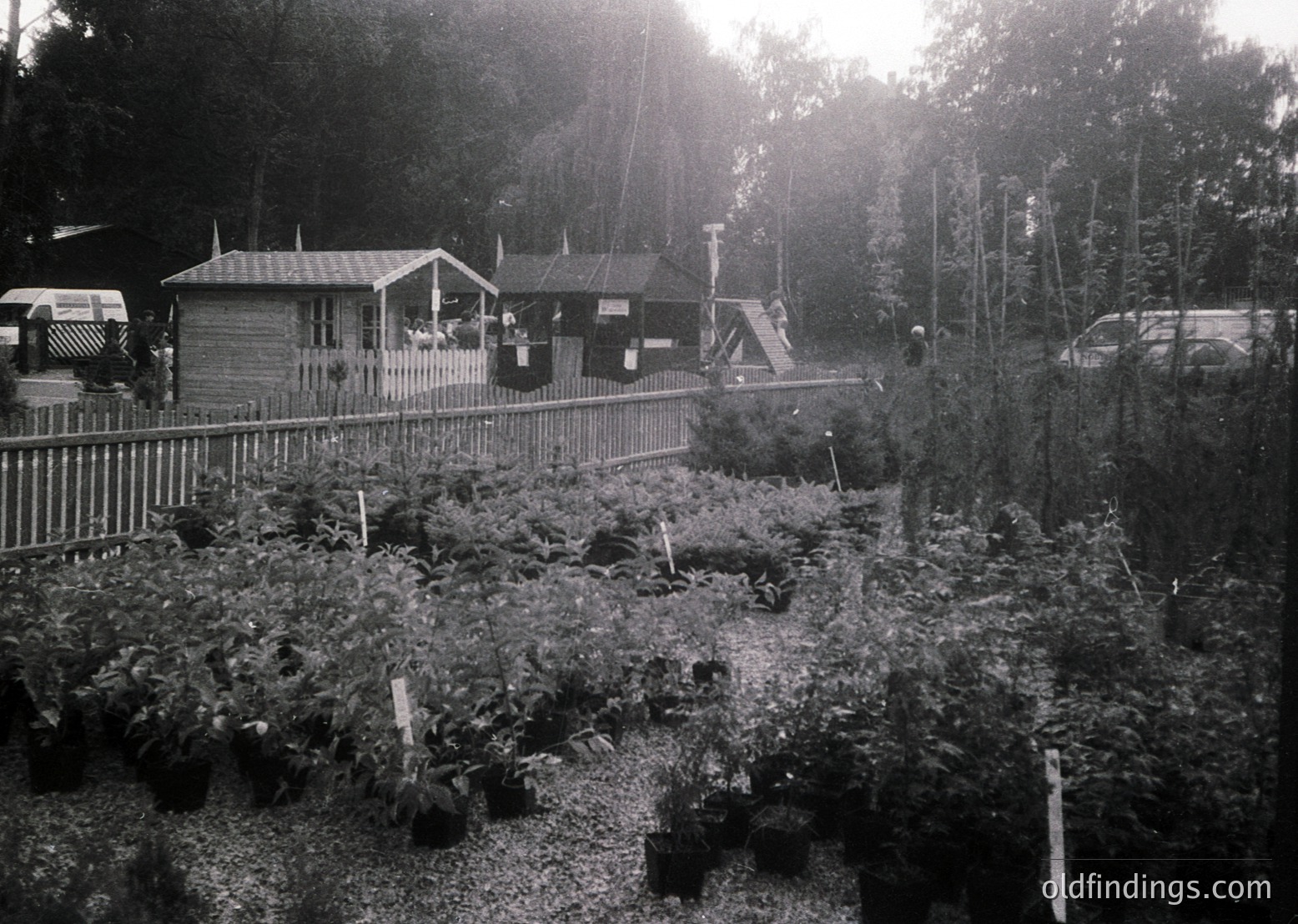 Vintage black-and-white photo of a rural garden nursery with potted plants arranged in rows. Wooden shed and small pavilion in background, surrounded by dense forest. Likely mid-20th century agricultural setting.