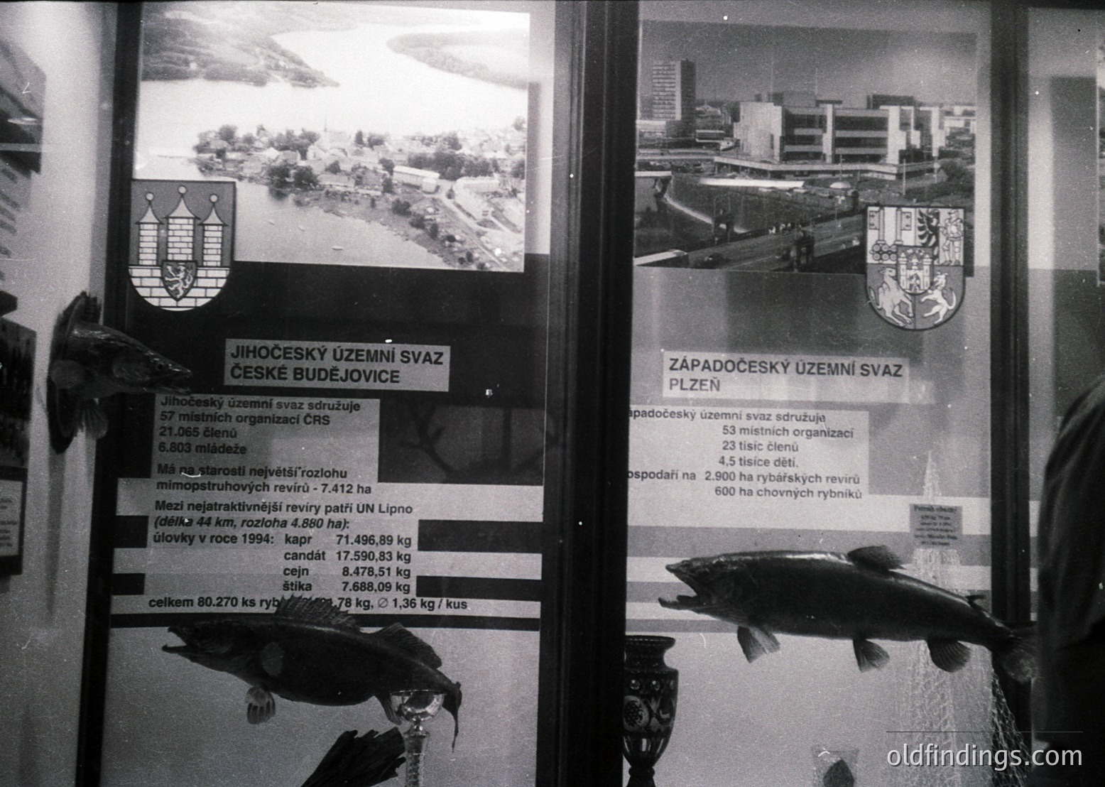 Black-and-white display showcasing Czech fishing statistics from the **1990s**, featuring two framed posters with regional seals and data on fish catches (e.g., carp, pike). Left: *Jihomoravský uzemní svaz* (South Moravian) stats; right: *Západočeský uzemní svaz* (West Bohemian) stats. Includes fish models and text in Czech.