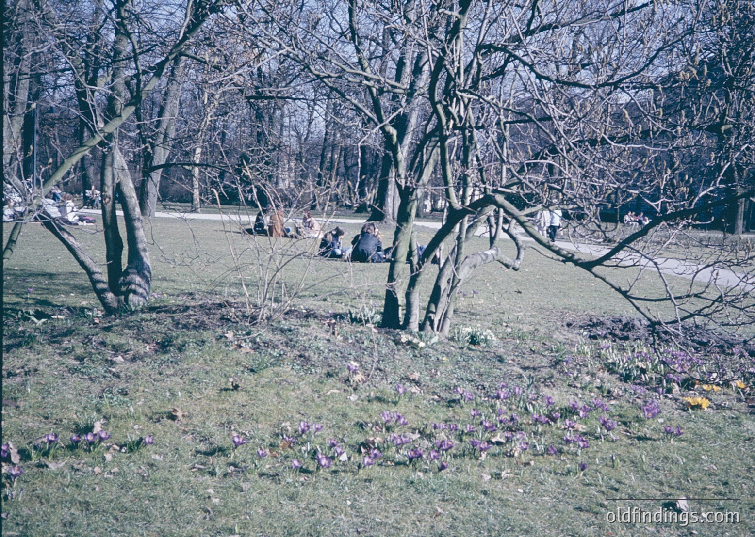 Vintage park scene with leafless trees and blooming crocuses in early spring. Group of people sitting on grass under clear skies, likely 1960s–1970s. Natural light enhances vibrant purple flowers against muted greens.