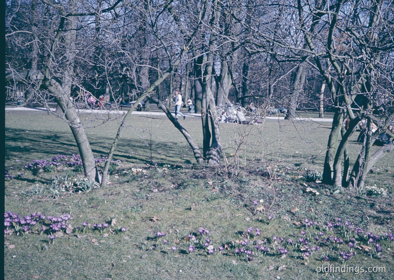 Vintage park scene with leafless trees and blooming crocuses in early spring. Pathway and distant figures suggest public access. Color-tinted film suggests 1950s–1970s era. Ideal for nature, nostalgia, or historical research.