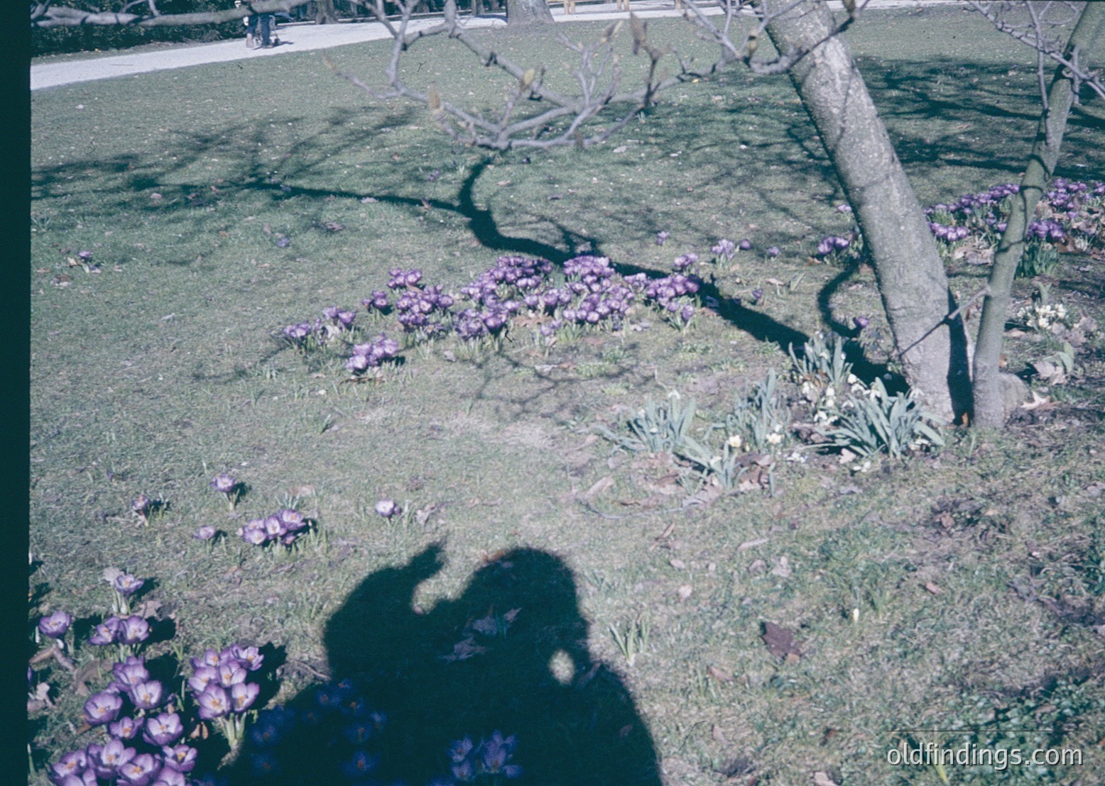 Vintage color photo of a lush garden bed with clusters of blooming crocuses in purple hues, bordered by leafless trees casting elongated shadows. Soft focus suggests early spring or late winter.
