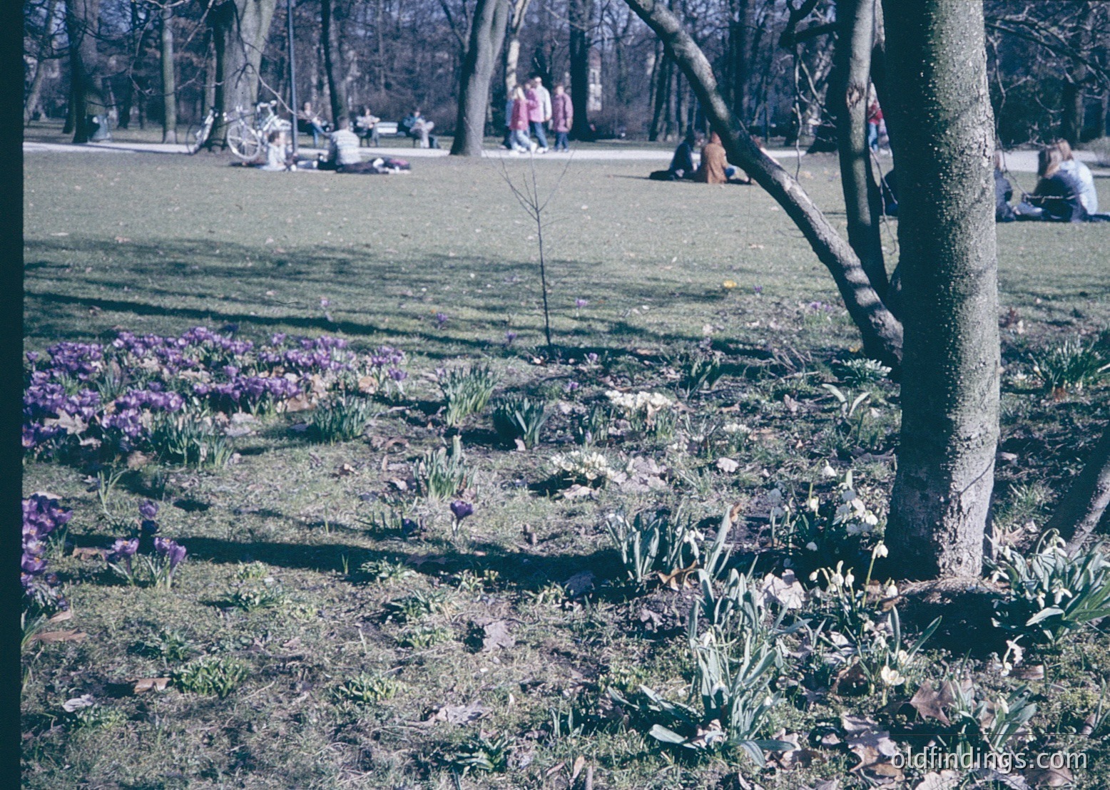 Vibrant spring park scene with crocuses and tulips in bloom, dusted with light frost. Bare trees frame the foreground, while people relax on grassy lawns in the background. Warm sunlight filters through branches, casting dappled light. Likely early 20th century based on clothing and film grain.