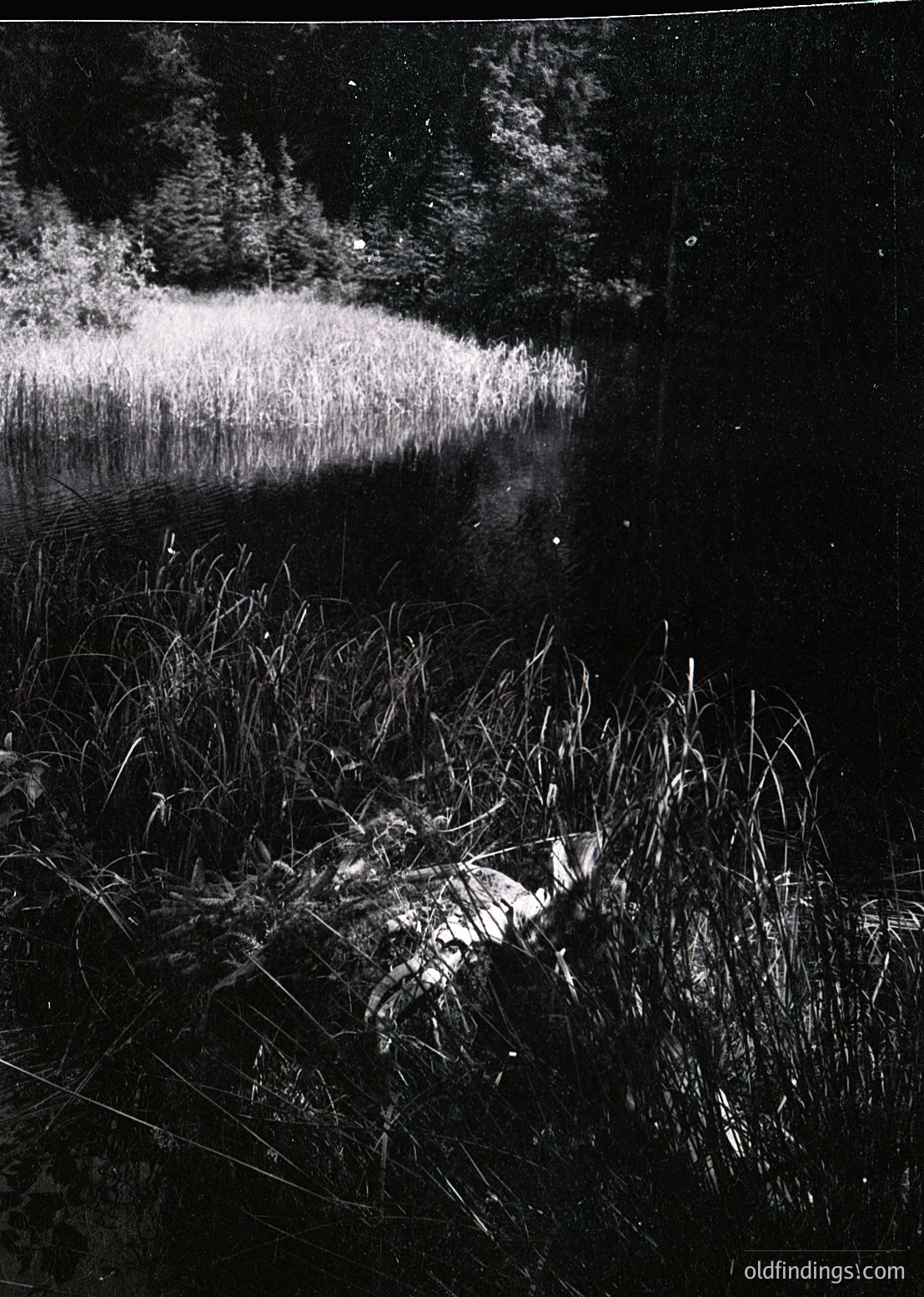 High-contrast black-and-white shot of a lone deer silhouette grazing in tall reeds beside a reflective wetland. Dense foliage frames the scene, creating a natural vignette. Likely mid-20th century wildlife photography () for nature conservation or stock use.