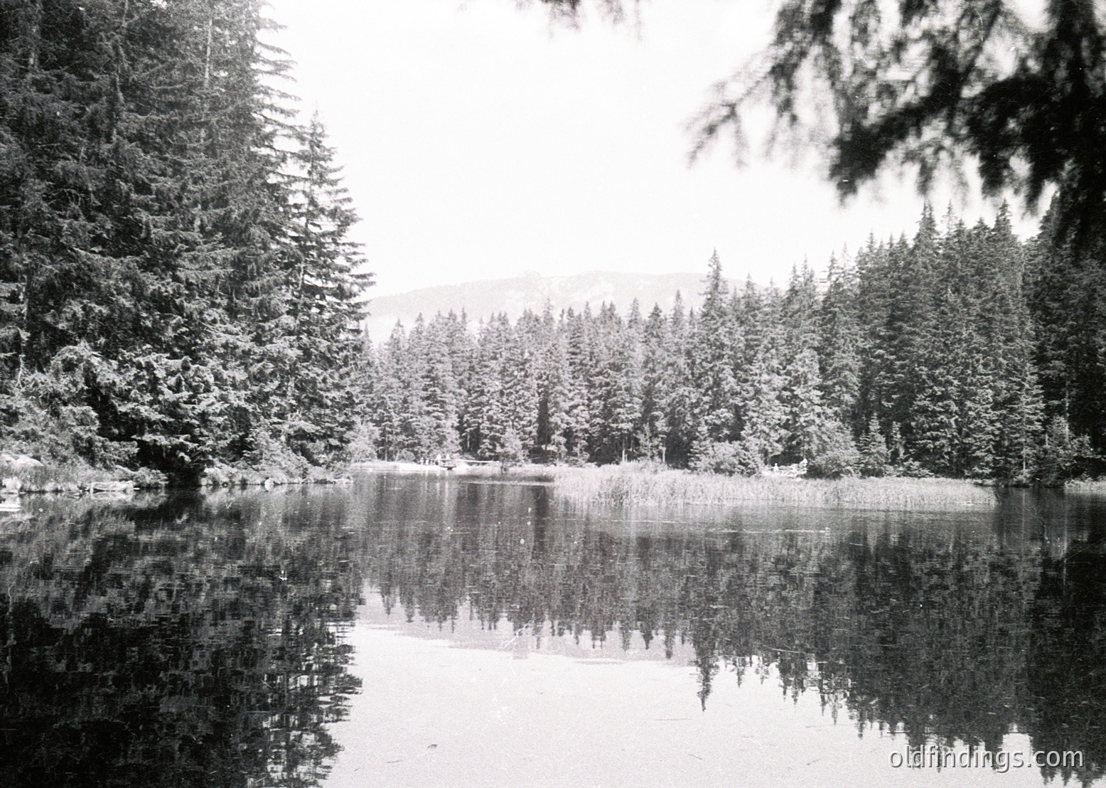 Black-and-white winter landscape featuring a serene, snow-laden lake surrounded by dense coniferous forest. Perfect mirror reflections create symmetry across the water’s surface.