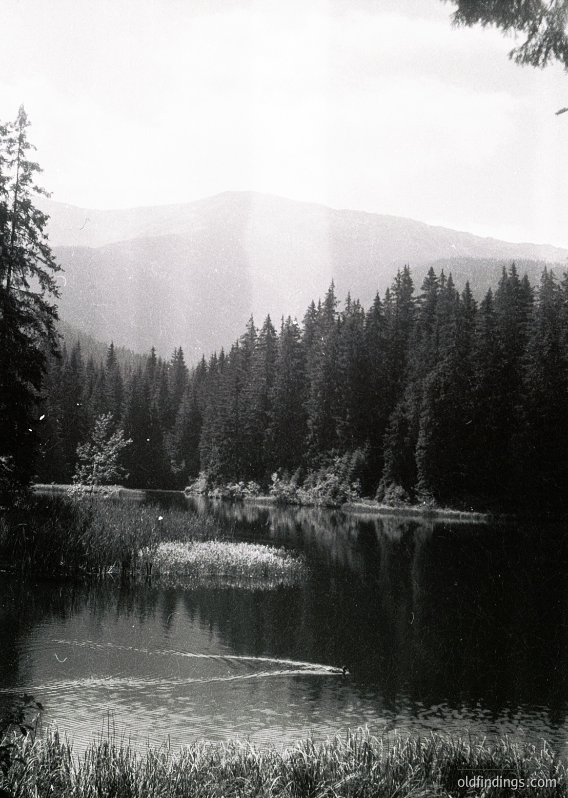 Dense coniferous forest framing a serene mountain lake under misty skies, with sunlight filtering through clouds. Reflections of trees ripple across calm waters, bordered by reeds. *(Note: The monochrome tone suggests potential vintage stock value, likely mid-20th century.)*