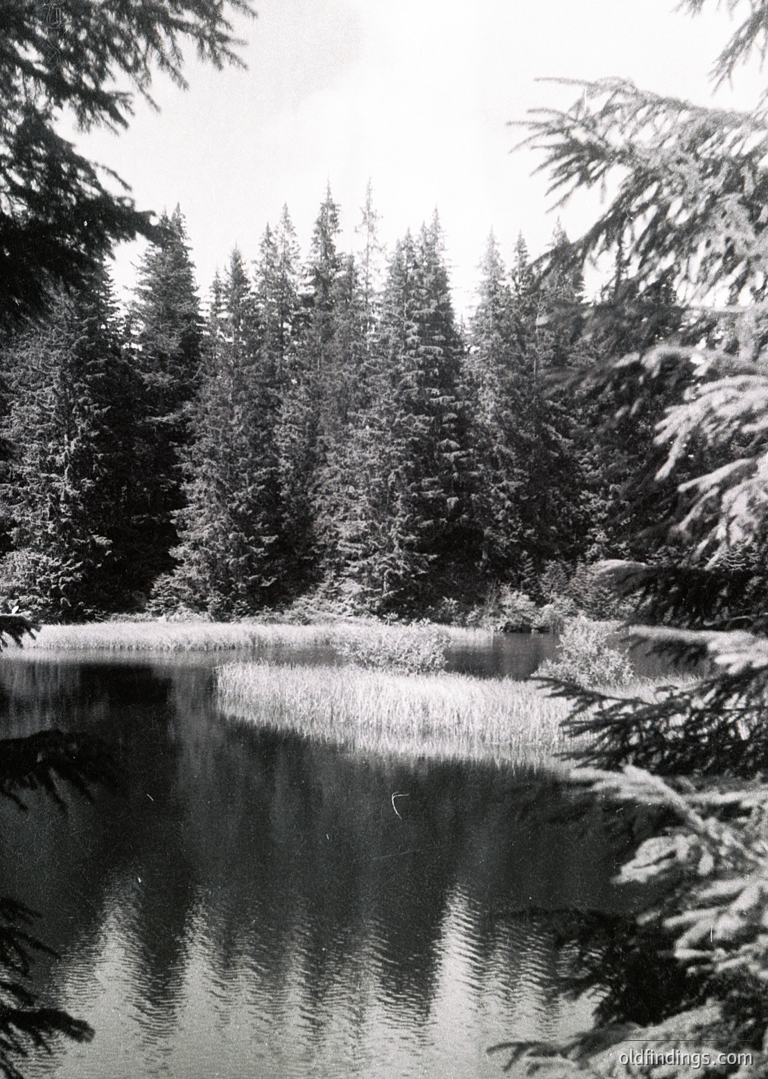 Snow-laden evergreens frame a serene, frozen lake reflecting winter’s stillness. Dense coniferous forest borders the water’s edge, creating a mirror-like surface.