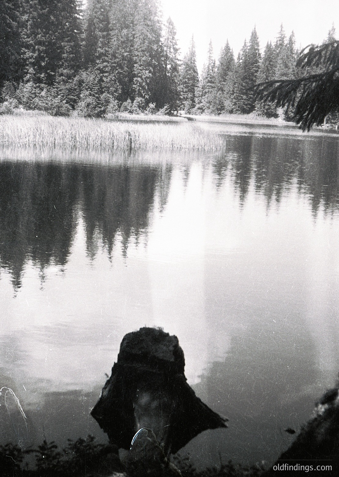 Snow-dusted evergreen forest reflected in a serene, still lake with a partially submerged rock in foreground. Monochrome composition captures winter tranquility. Ideal for nature, travel, and vintage-inspired design references.