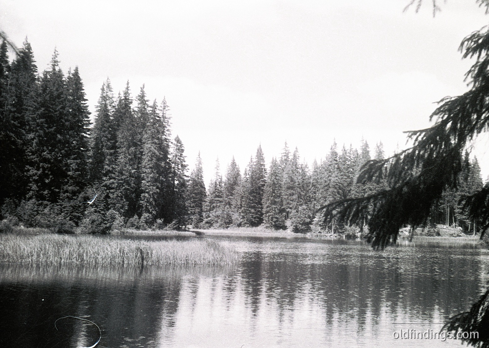 Black-and-white forest scene featuring dense coniferous trees framing a calm, reflective wetland or shallow lake. Overcast sky enhances misty atmosphere. Likely early-to-mid 20th century based on monochrome style.