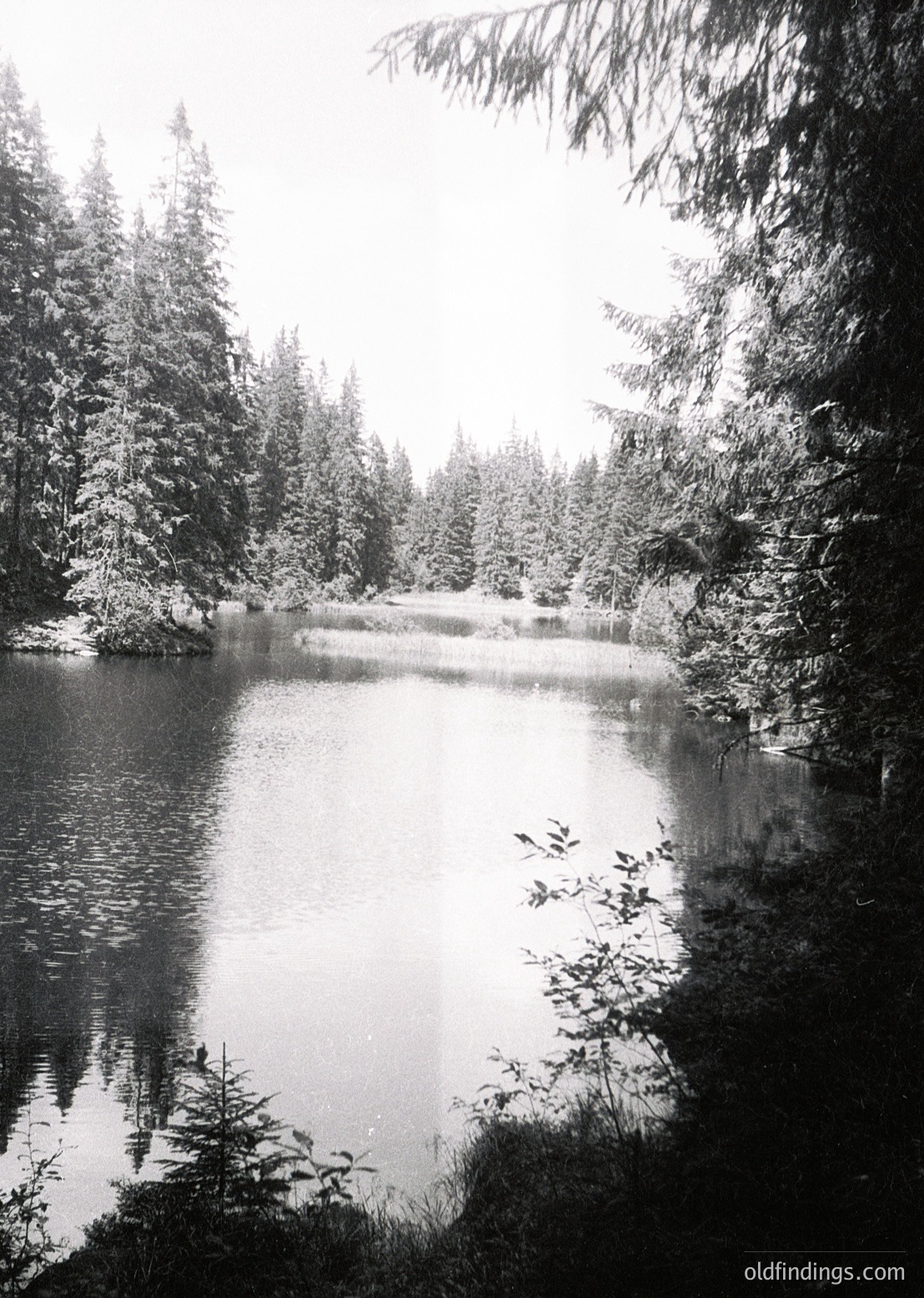 Black-and-white forest lake scene with dense coniferous trees framing a calm, reflective water surface. Snow dusts branches, suggesting early spring or late autumn. Ideal for nature photography, environmental studies, or serene landscape design references.