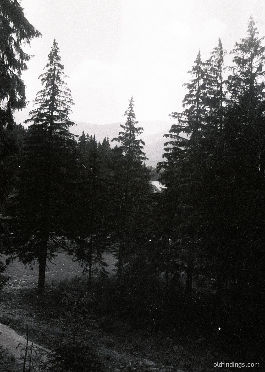 Black-and-white forest scene featuring tall evergreen trees framing a misty valley and distant mountains. Dense coniferous foliage dominates foreground, with a winding dirt path visible on left. Atmospheric haze softens background, suggesting early morning or overcast conditions. Ideal for nature, travel, or vintage-inspired design references.