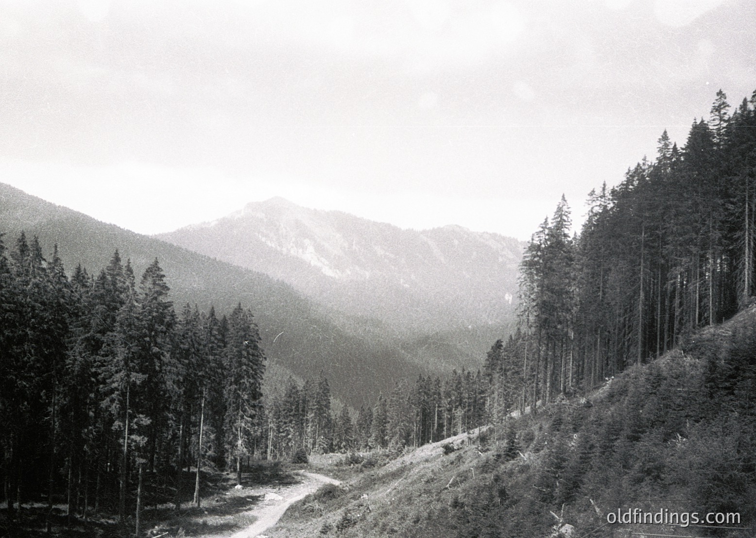 Early 20th-century black-and-white alpine forest scene with winding dirt road through dense pine groves. Misty peaks and layered ridges frame the horizon, suggesting European mountain range.