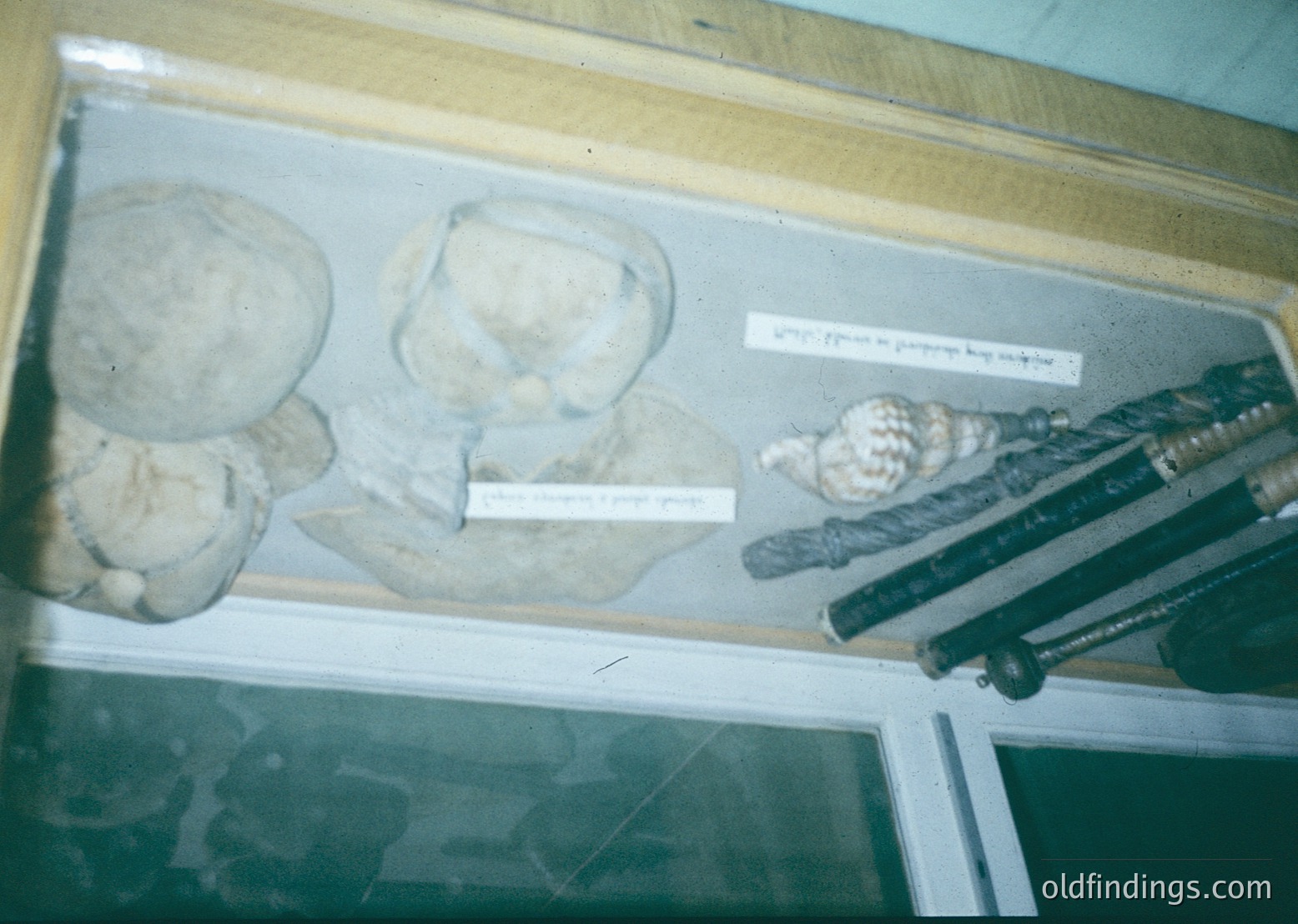 Vintage display case featuring fossilized marine specimens: two ammonite fossils in cross-section, a coiled ammonite, and a partial skeleton fragment. Exhibit appears in a museum or educational setting, likely from the 20th century. Ideal for paleontology, geology, or natural history research.