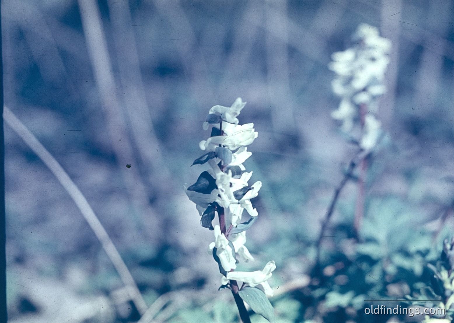 Vintage close-up of delicate white orchid-like flowers with drooping petals, likely *Disa* or *Habenaria* species. Blurred greenery and slender stems suggest a natural, outdoor setting. Color tones indicate 1960s–1980s slide film.