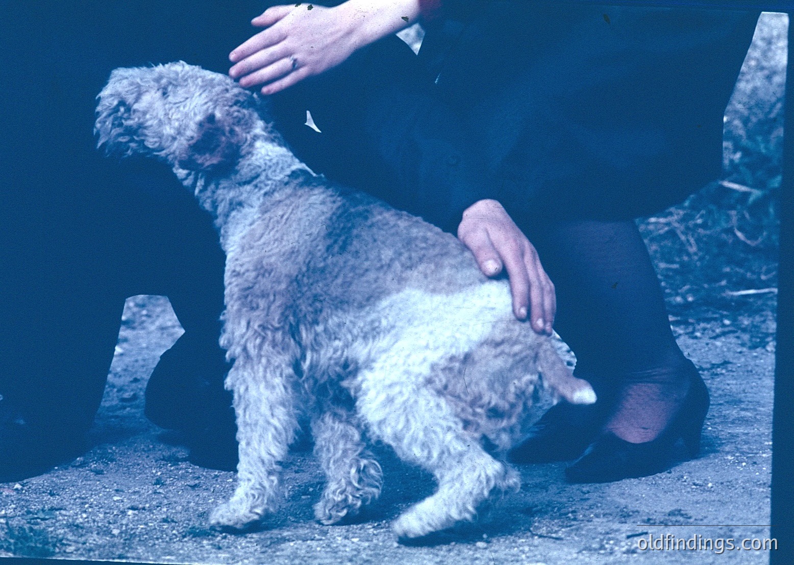 A person in formal attire pets a small, light-colored, curly-haired dog (likely a Poodle or Poodle mix) on a patterned carpet. The sepia-toned photo suggests a vintage setting, possibly mid-20th century. The dog’s attentive posture and the owner’s gentle hand indicate a bond.