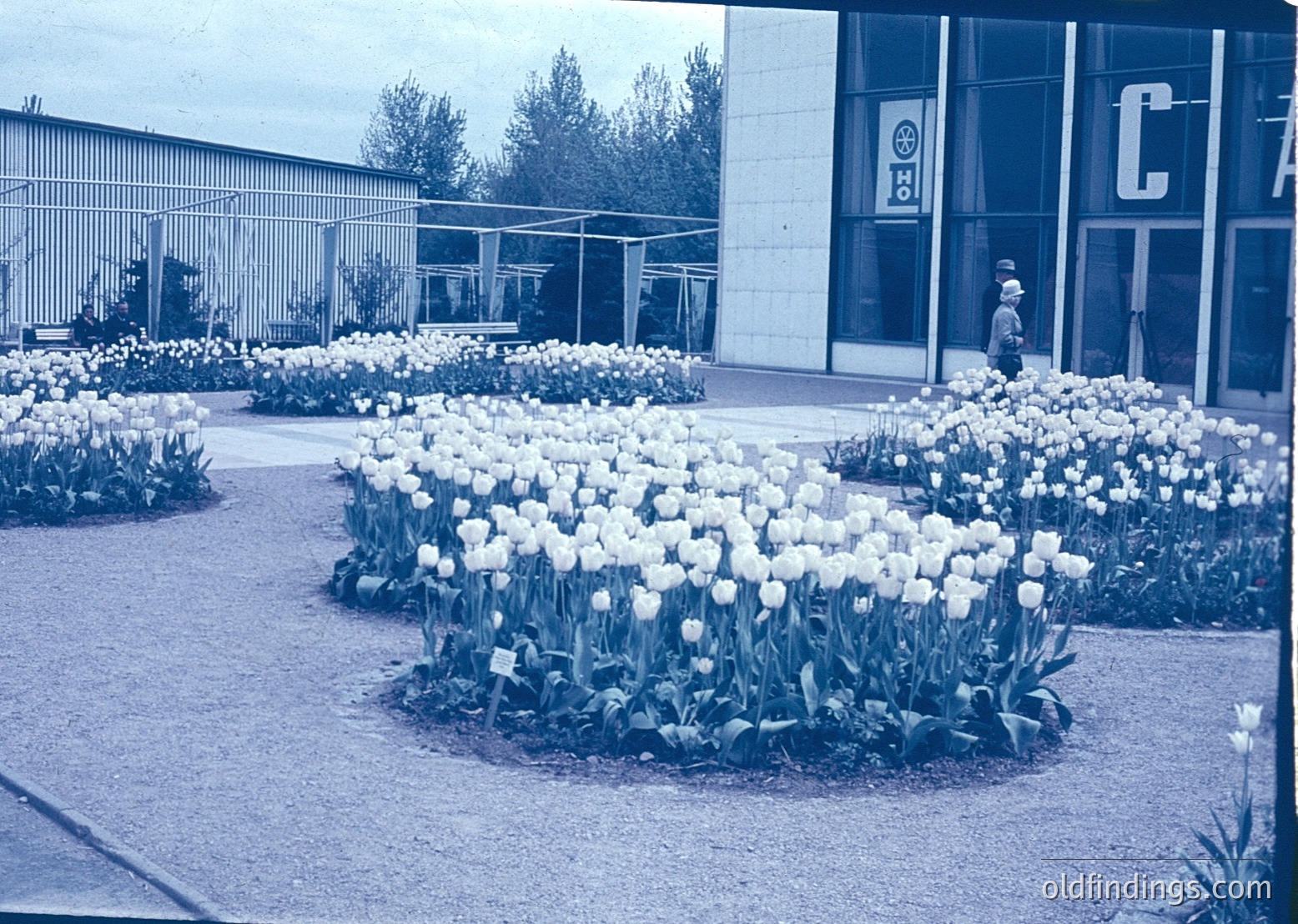 Symmetrical white tulip beds arranged in circular patterns beside a mid-century industrial building with "C" logo. Overgrown foliage and metal fencing suggest a 1960s-70s setting.