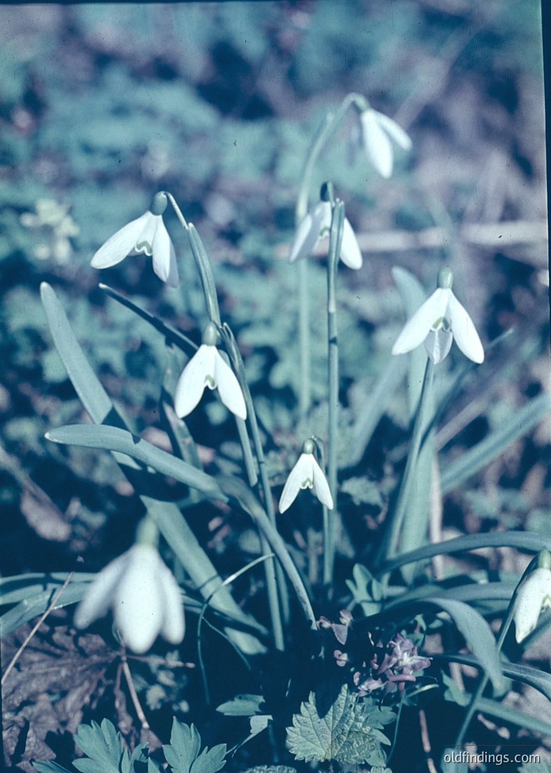 Close-up of snowdrops (*Galanthus*) in early bloom, likely late winter/early spring. Vibrant white flowers with green accents contrast against muted forest floor. Natural lighting suggests outdoor setting, possibly a garden or woodland edge.