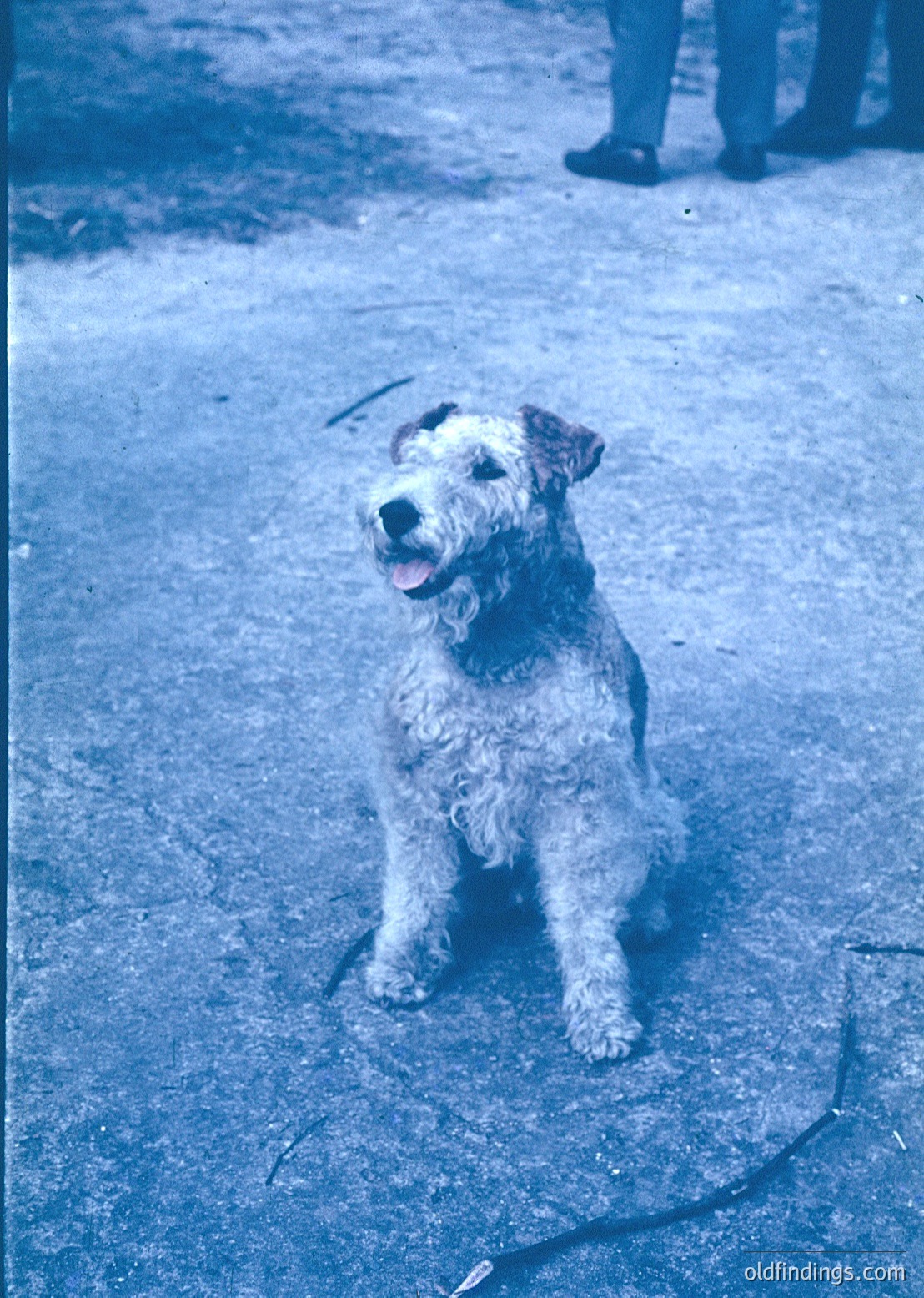 Vintage sepia-toned portrait of a small, shaggy-haired terrier breed sitting on pavement, leash visible. Partial view of human legs in mid-20th century attire in background.