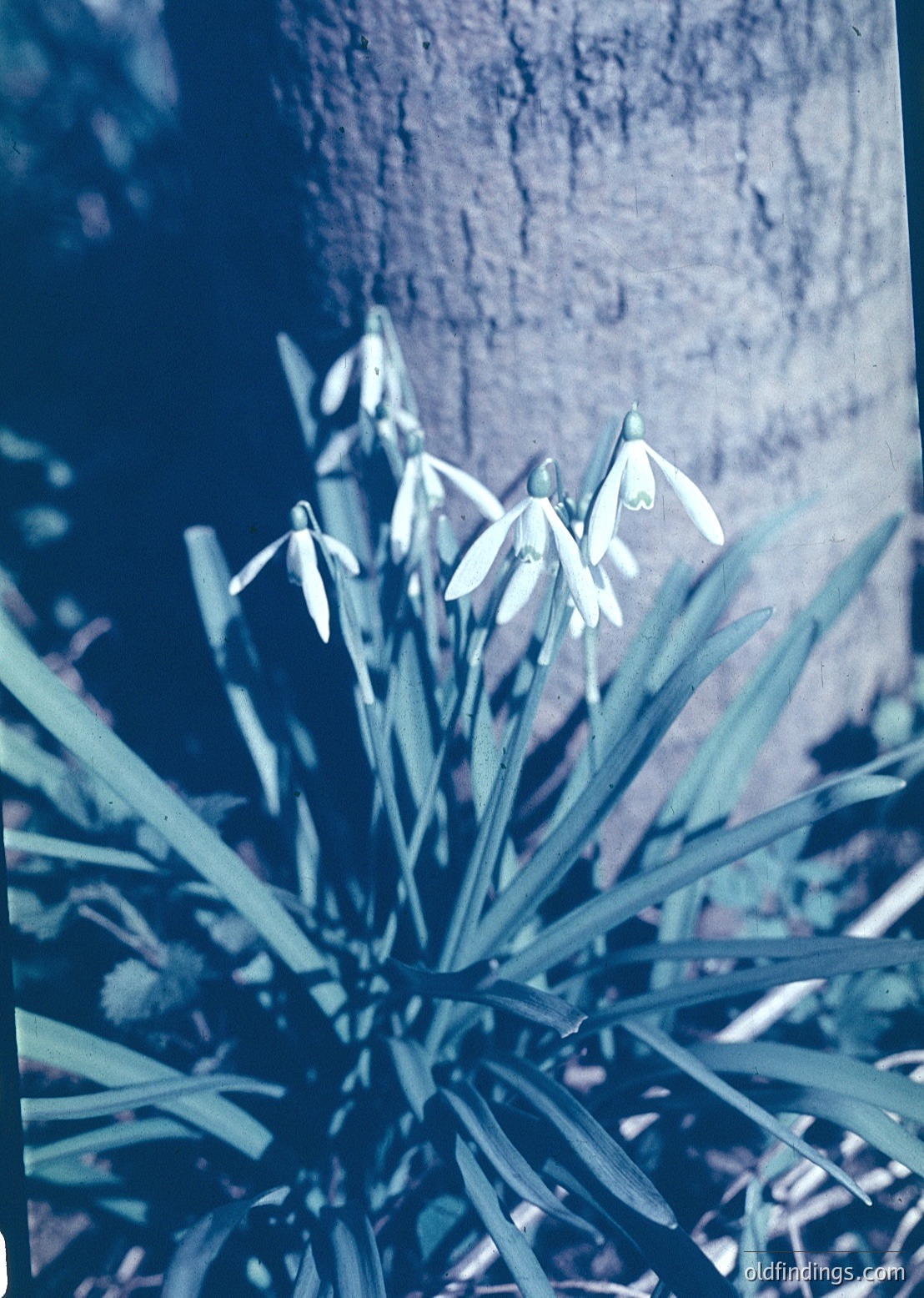 Vintage cyanotype print of snowdrops (*Galanthus*) with deep blue-green tones, backlit for contrast. Classic botanical photography technique. Likely 19th–early 20th century.