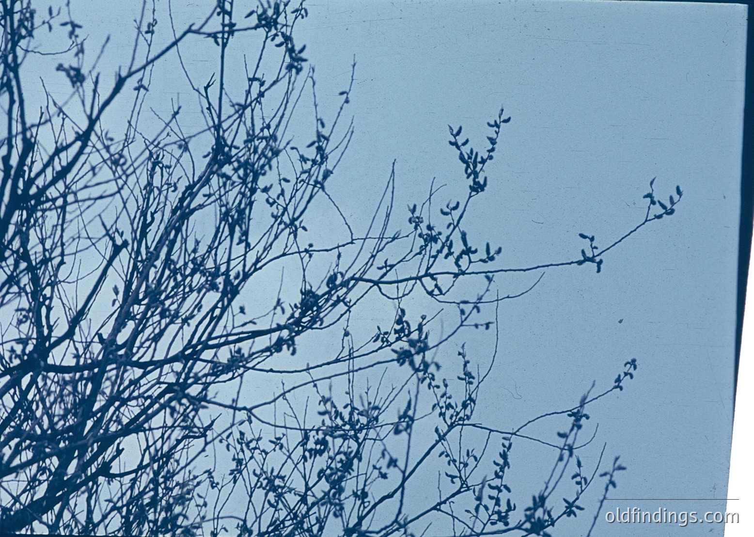 Vintage cyanotype print of bare tree branches against a light blue sky, showcasing delicate floral buds.