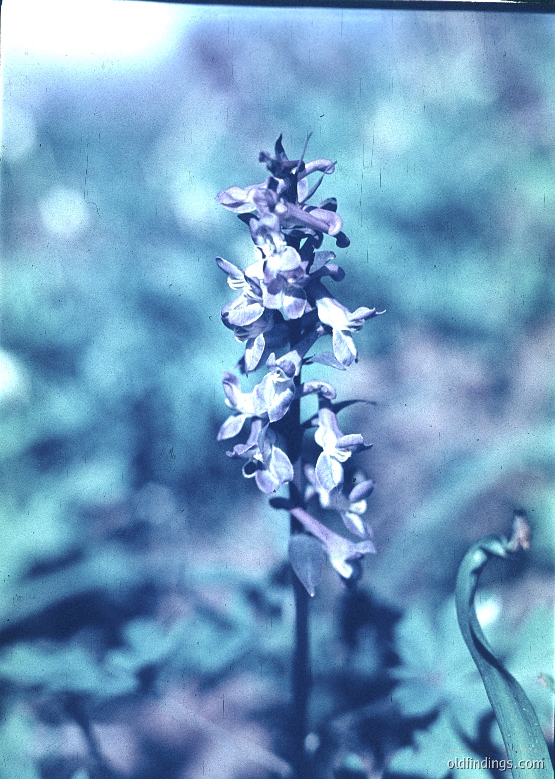 Vintage cyanotype print of a tall orchid-like flower with drooping, bell-shaped blossoms in muted lavender. Blurred greenery and foliage in background suggests outdoor setting. Likely mid-19th to early 20th century botanical photography.