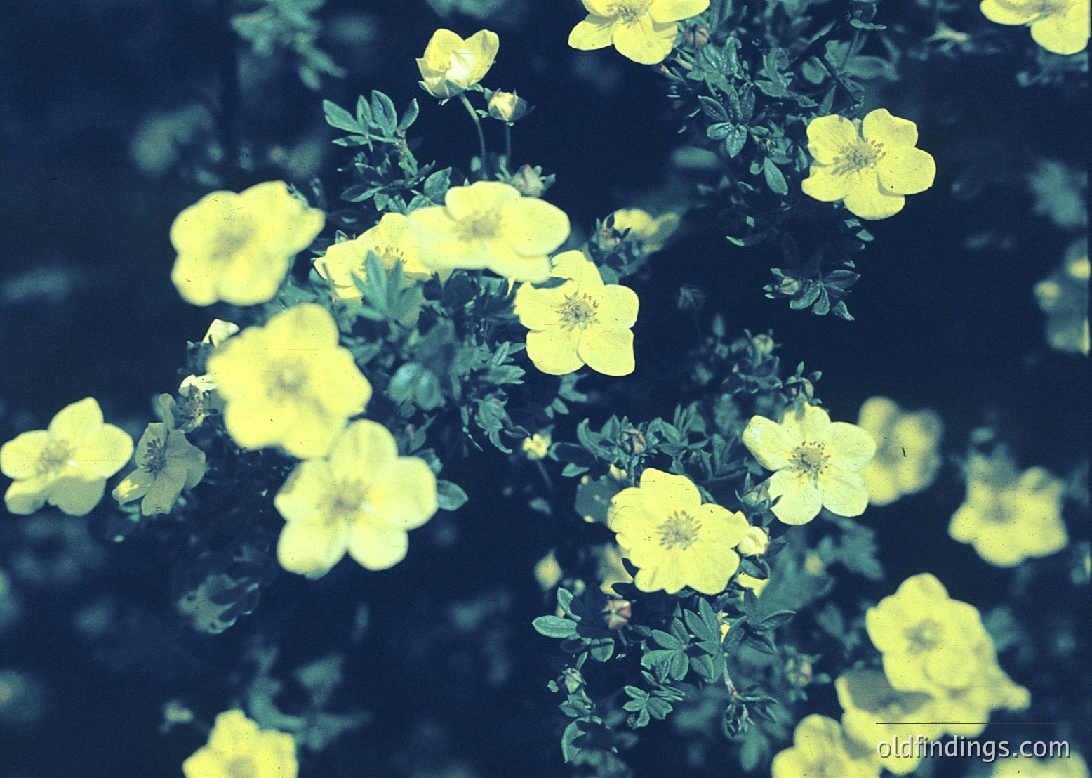 Vintage sepia-toned close-up of vibrant yellow roses in full bloom, soft focus highlights delicate petals and green foliage. Likely 1950s–1970s floral photography.