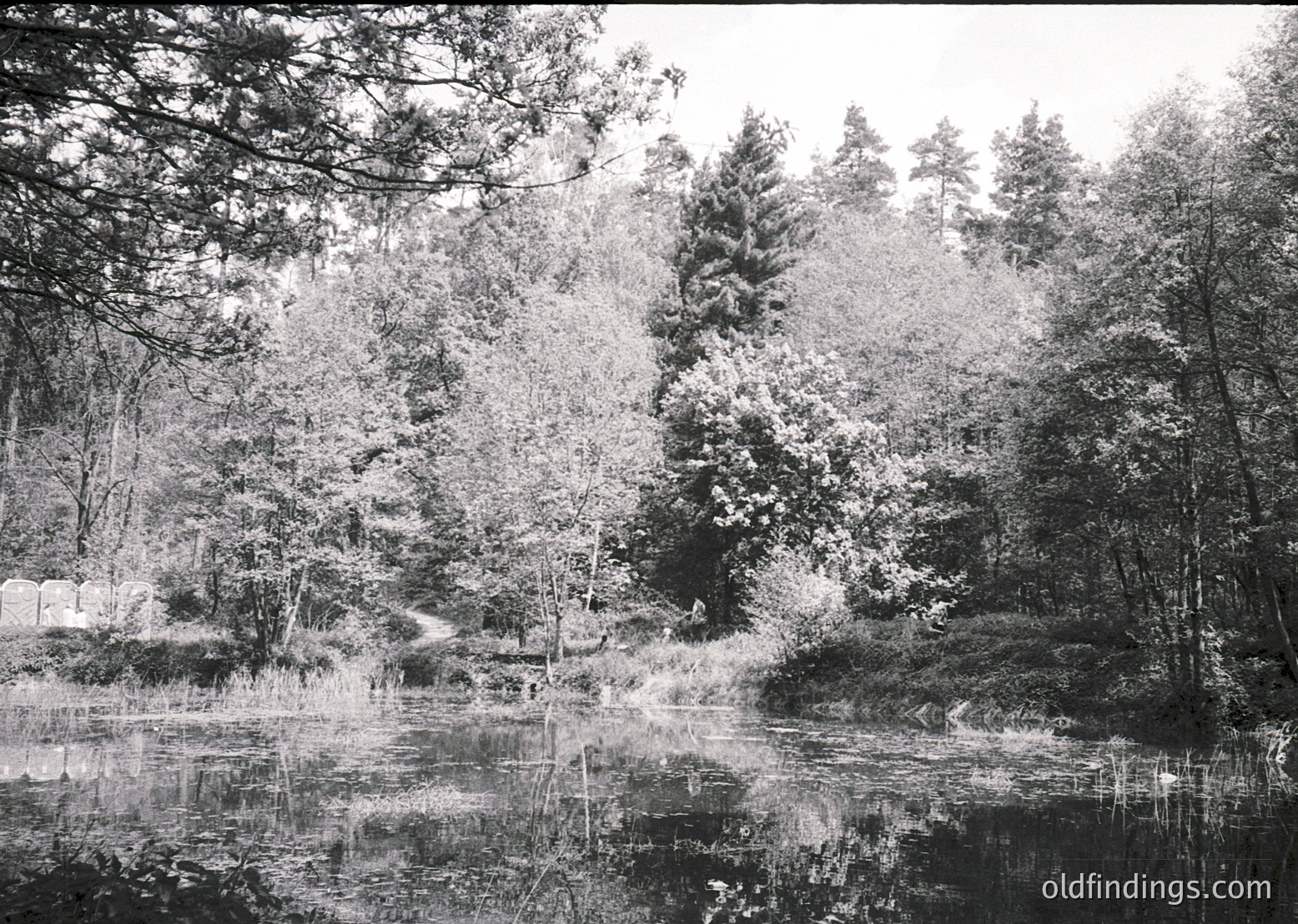 Black-and-white forest scene featuring dense coniferous trees framing a reflective pond, likely captured with a vintage camera. The misty atmosphere suggests early morning or overcast conditions.