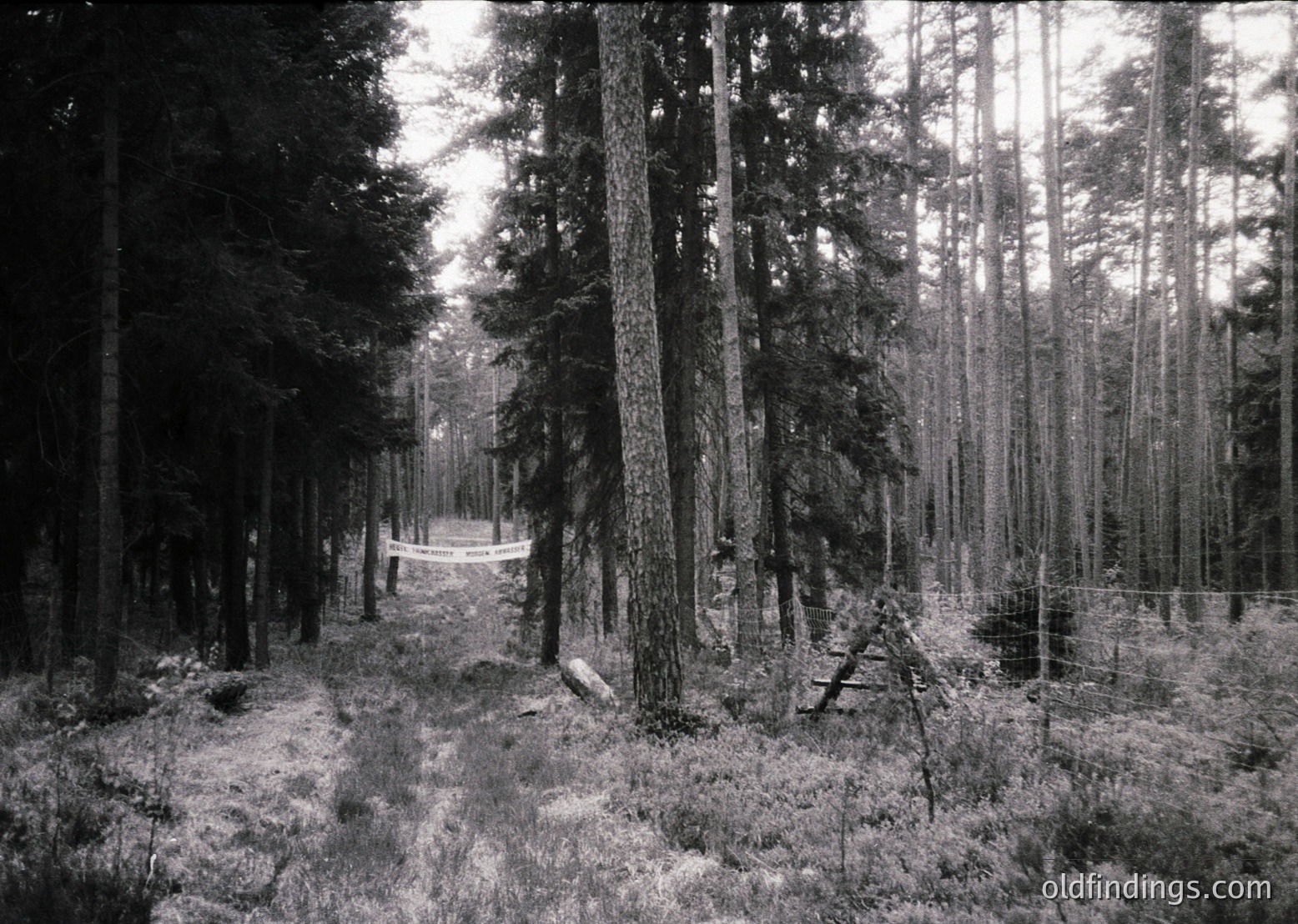Tall, dense coniferous forest path with fencing, likely for wildlife or conservation. Monochrome, high-contrast lighting suggests vintage or early 20th-century photography.