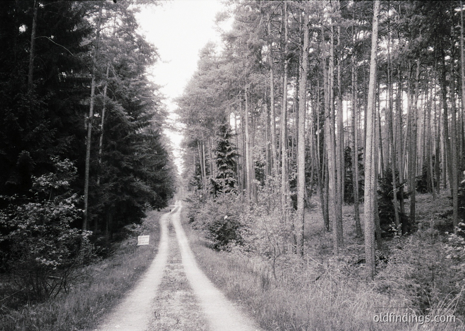 Dense forest path flanked by tall, straight coniferous trees, leading into misty distance. Mid-20th century black-and-white aesthetic with high-contrast lighting.