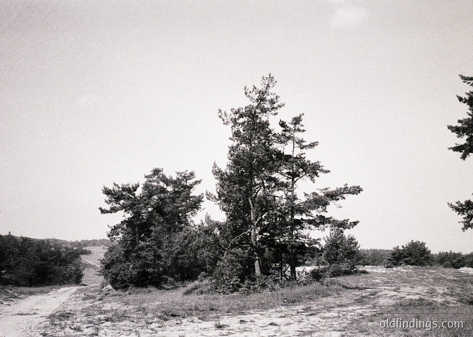 Black-and-white landscape featuring a lone, gnarled pine tree on a windswept, sandy dune. Minimal vegetation surrounds it, with sparse shrubs and rolling terrain in the background. Overcast sky enhances the dramatic, desolate atmosphere. Likely coastal or desert region.