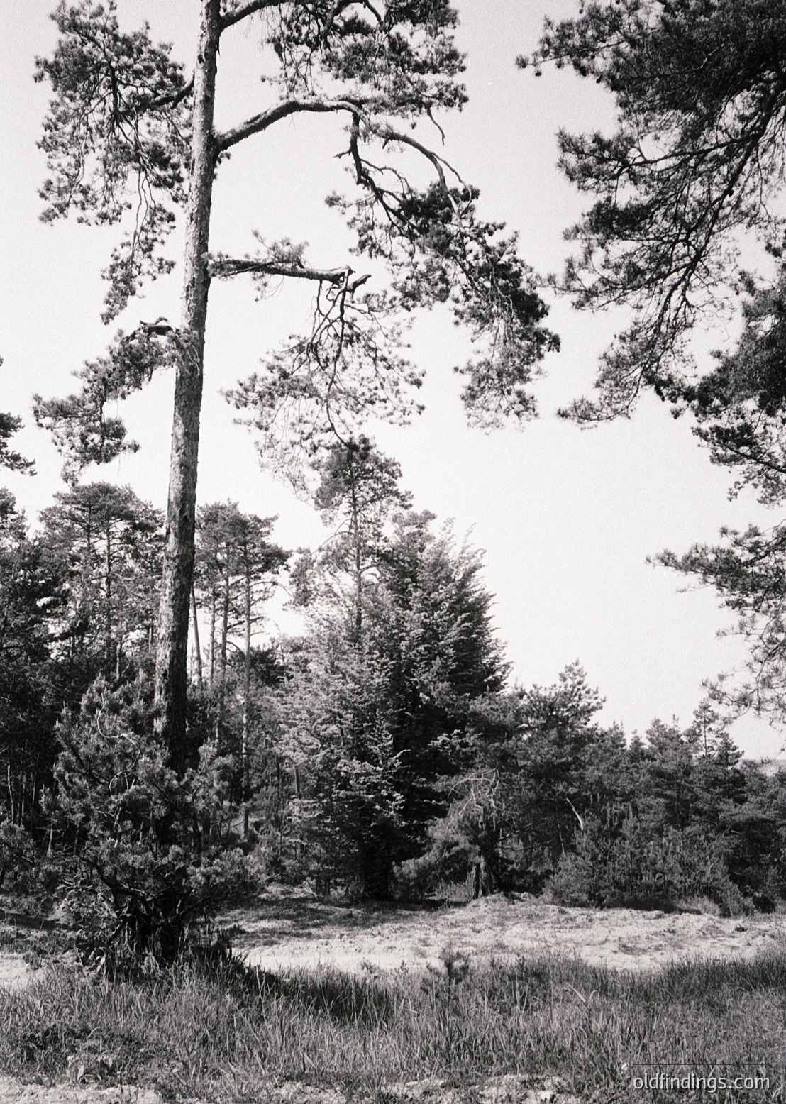 Dense forest of tall pine trees with gnarled branches framing a misty, open meadow. Black-and-white monochrome captures natural textures and depth. Likely European temperate forest, possibly or .