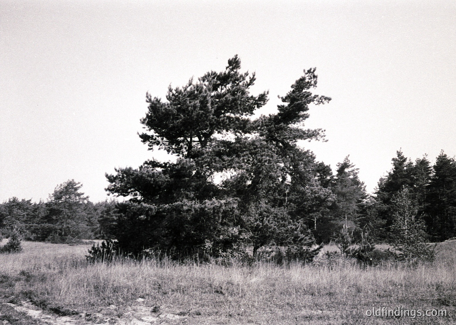 Black-and-white landscape featuring dense coniferous trees framing a central pine cluster. Open grassy field with minimal vegetation in foreground. Overcast sky suggests muted lighting, likely mid-20th century. Ideal for nature, vintage, or historical research.