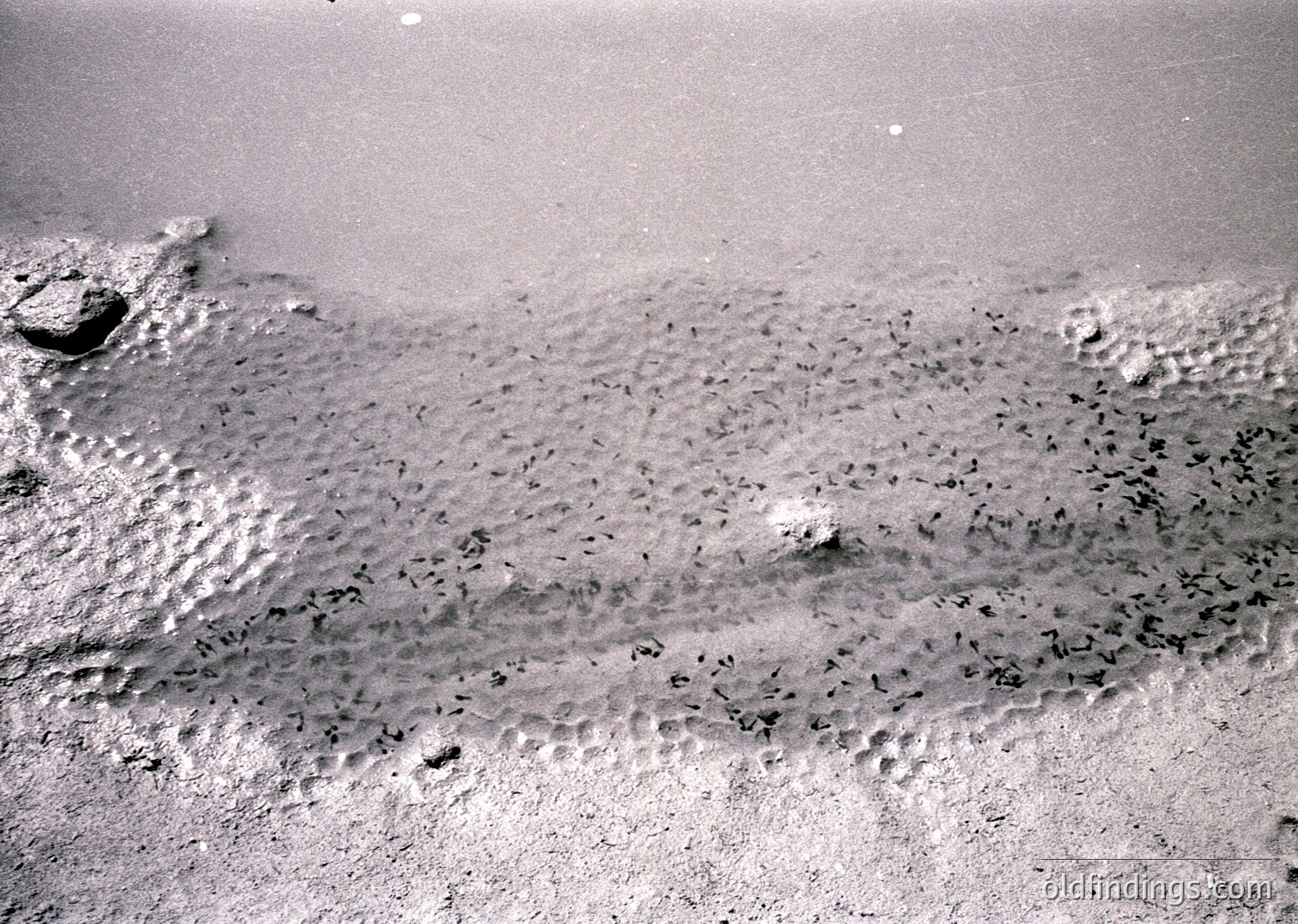 Aerial view of a sandy beach with scattered footprints and a lone rock formation near the water’s edge. Low tide exposes fine grain texture and minimal vegetation. Likely coastal or lakeside setting.