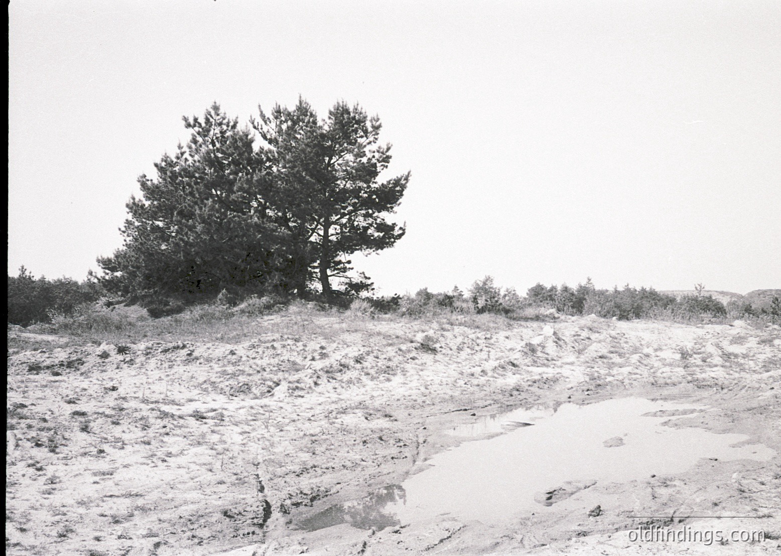 Black-and-white coastal landscape featuring a lone pine tree on a rocky, sandy dune. Minimal vegetation and sparse terrain suggest a windswept, exposed seaside environment. Likely early-to-mid 20th century due to monochrome and composition style.