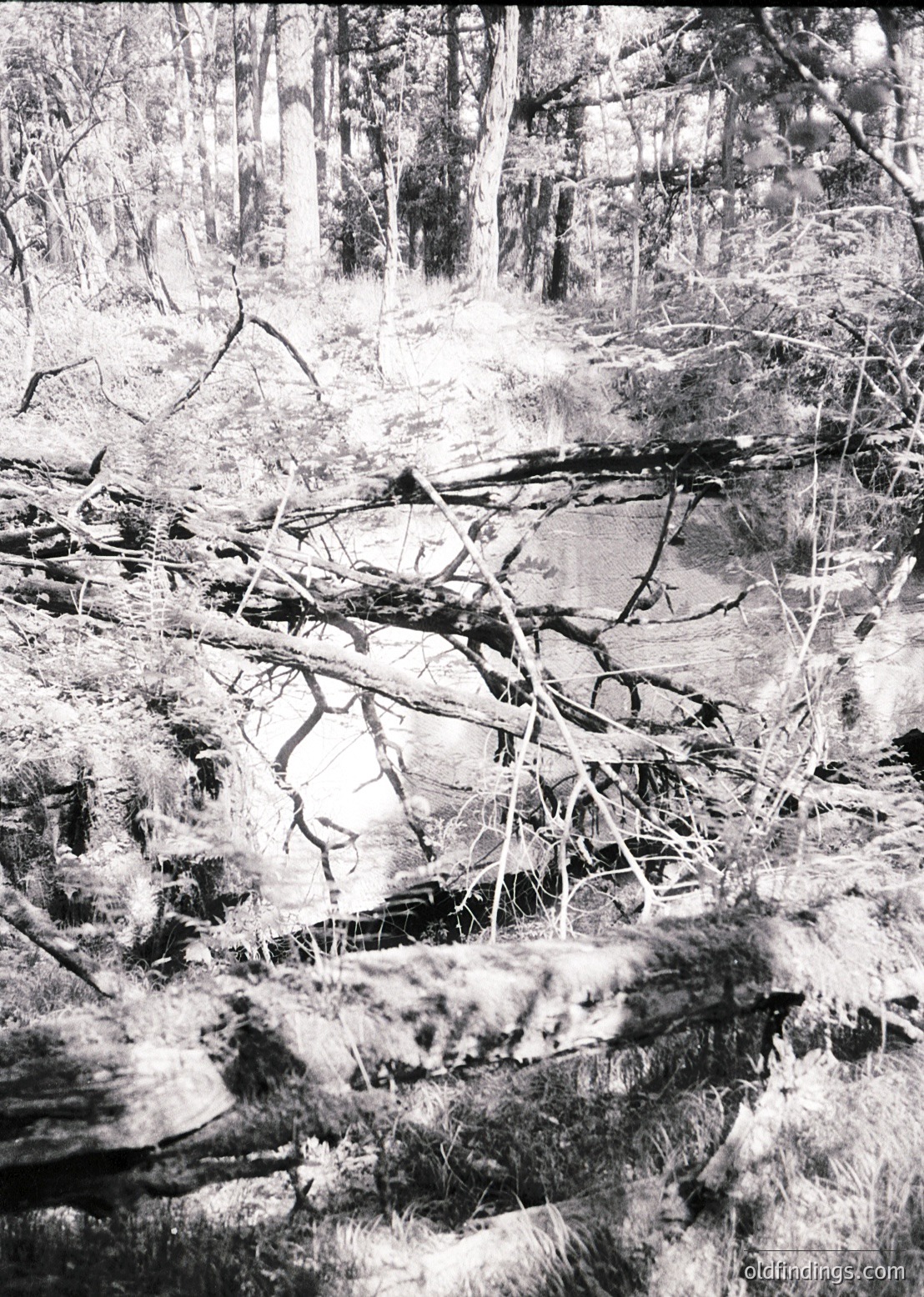 Winter forest scene with snow-covered branches and fallen logs. Sunlight filters through bare trees, illuminating a partially buried log and rocky terrain. *(Note: Time period/location indeterminable from visuals alone.)*