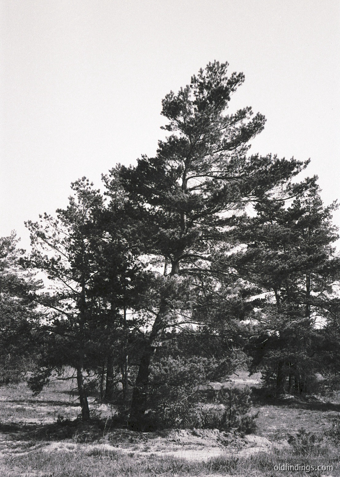 Mature pine tree with gnarled branches and dense foliage in a rugged, open landscape. Monochrome print suggests vintage or archival quality. Likely coastal or alpine terrain due to rocky ground and sparse vegetation.