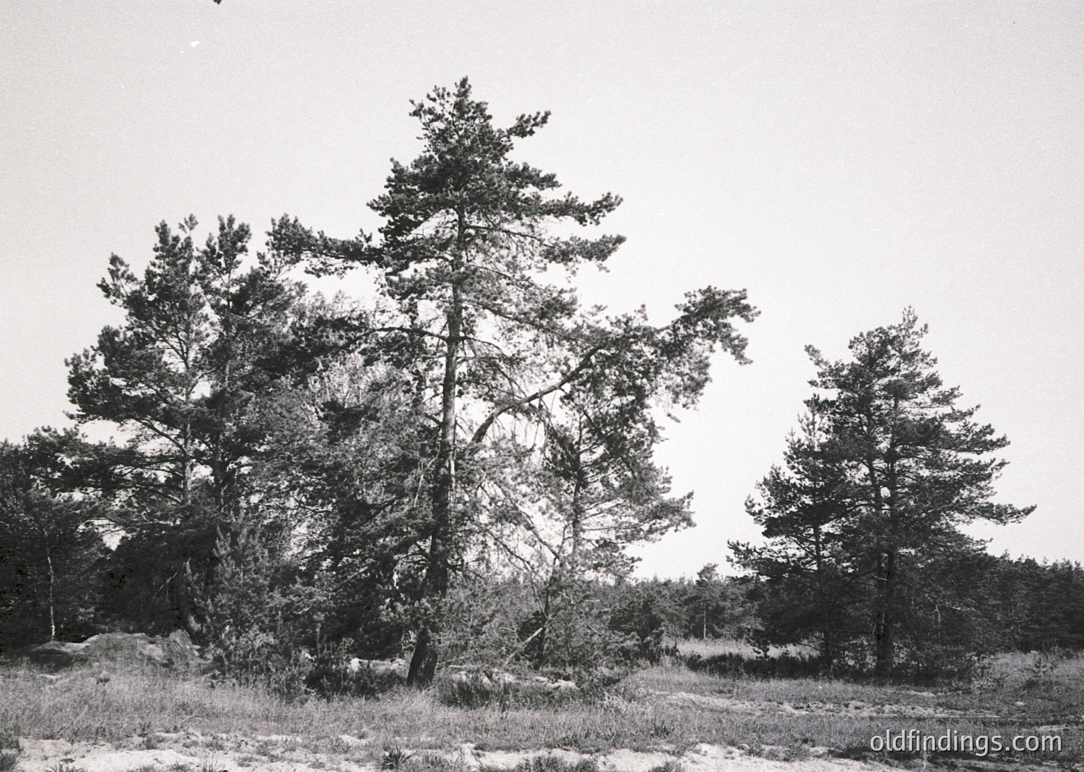 Black-and-white landscape featuring sparse coniferous trees on rocky terrain, likely a coastal or alpine region. Dense foliage contrasts with open sky, suggesting a rugged, natural setting. Style resembles mid-20th century documentary photography.