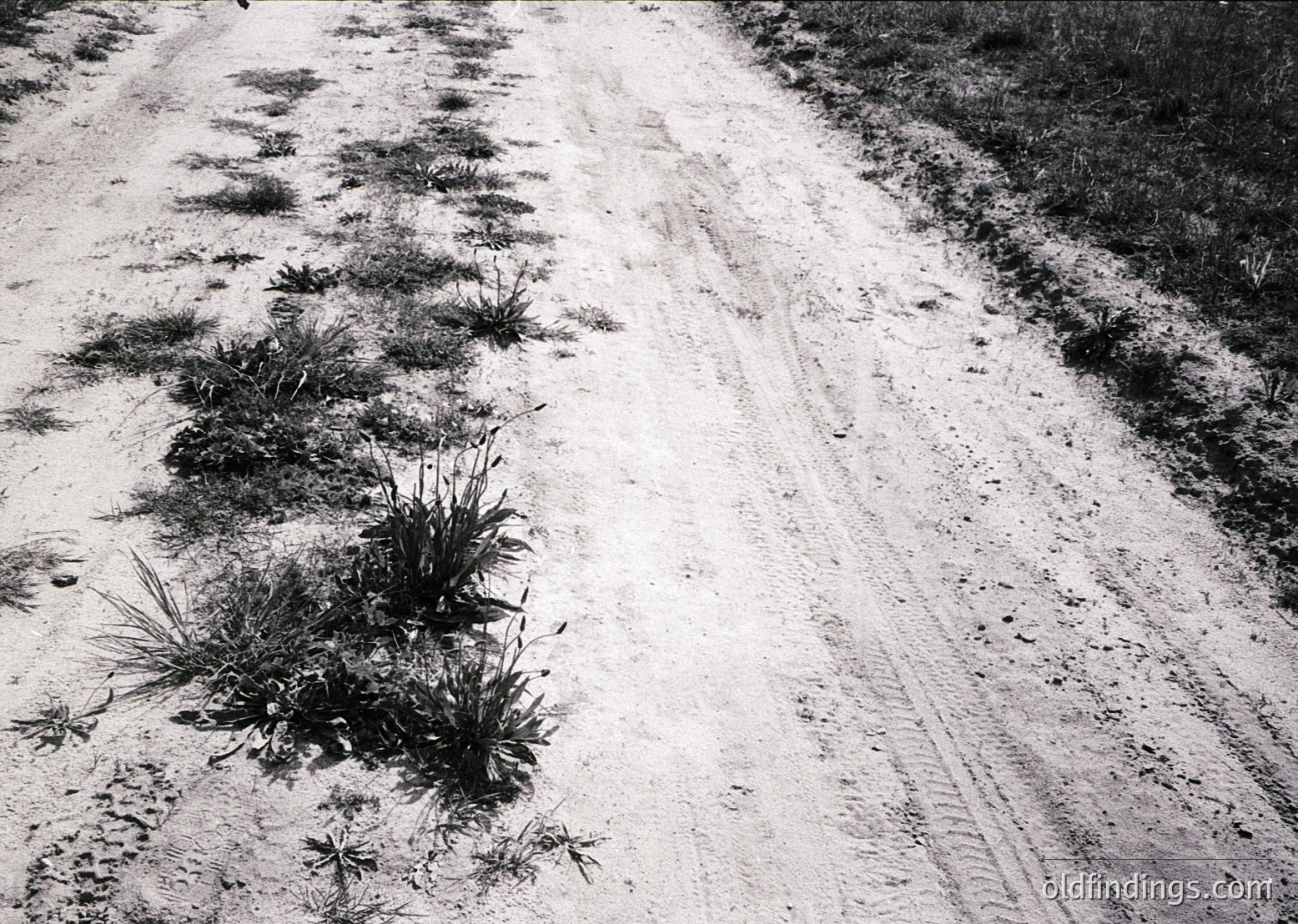 Rutted dirt road flanked by sparse vegetation, likely coastal or arid terrain. High-contrast black-and-white composition suggests mid-20th century photography (). Potential historical or agricultural research value.