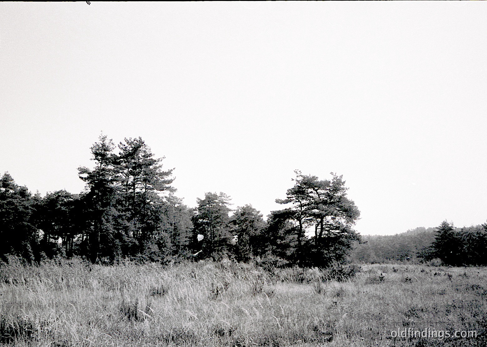 Black-and-white landscape featuring dense coniferous forest framing a grassy meadow under overcast skies. Tall grasses dominate the foreground, with scattered trees of varying heights. Likely European temperate forest due to tree species.