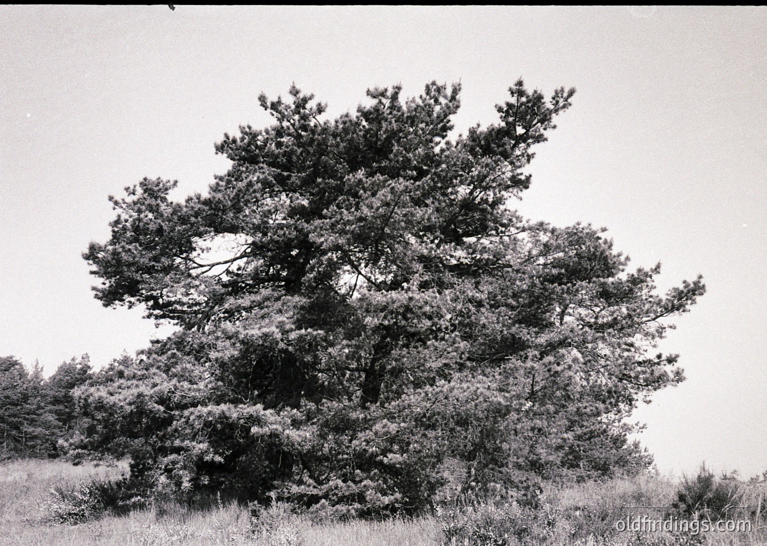 Mid-century black-and-white shot of a mature pine tree in a grassy field, likely European or North American. Dense foliage and gnarled branches dominate the frame, with minimal background detail. Composition suggests documentary or landscape photography.