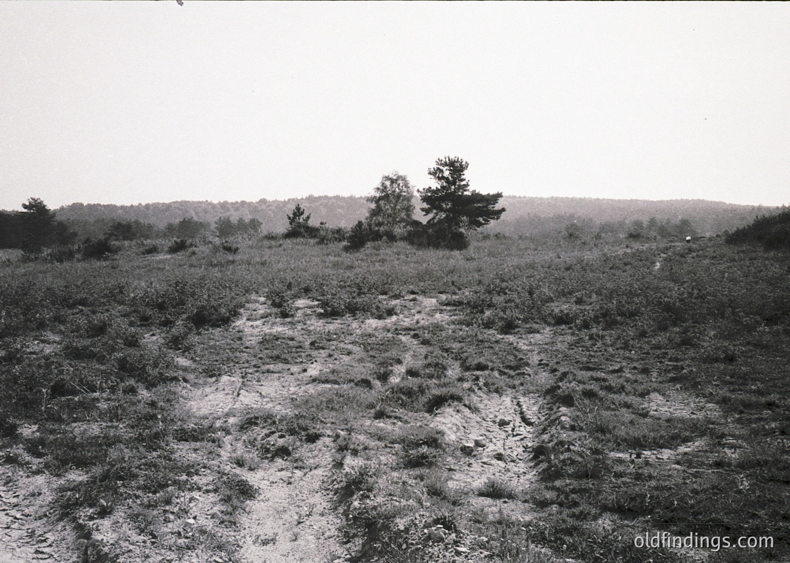 Black-and-white landscape showing eroded, cracked earth path leading to sparse vegetation and distant tree line. Likely agricultural or rural terrain, mid-20th century.