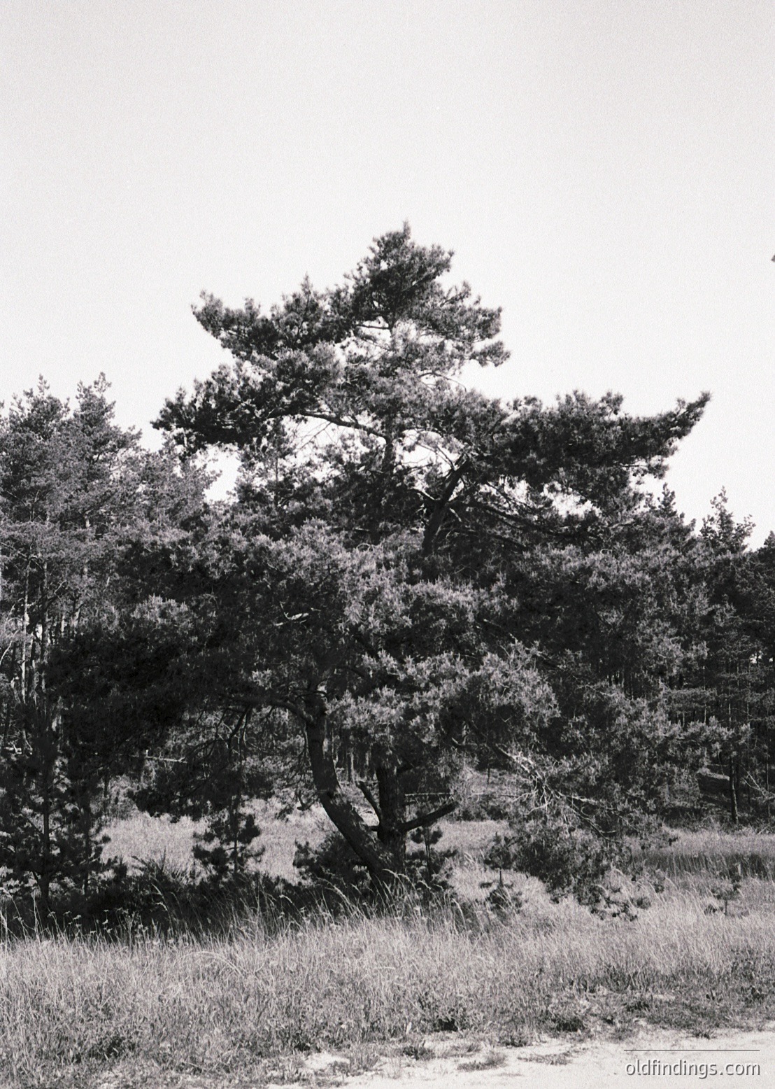 Isolated pine tree with gnarled branches dominates a windswept, grassy coastal dune. Monochrome black-and-white captures texture and light play on sand and foliage.