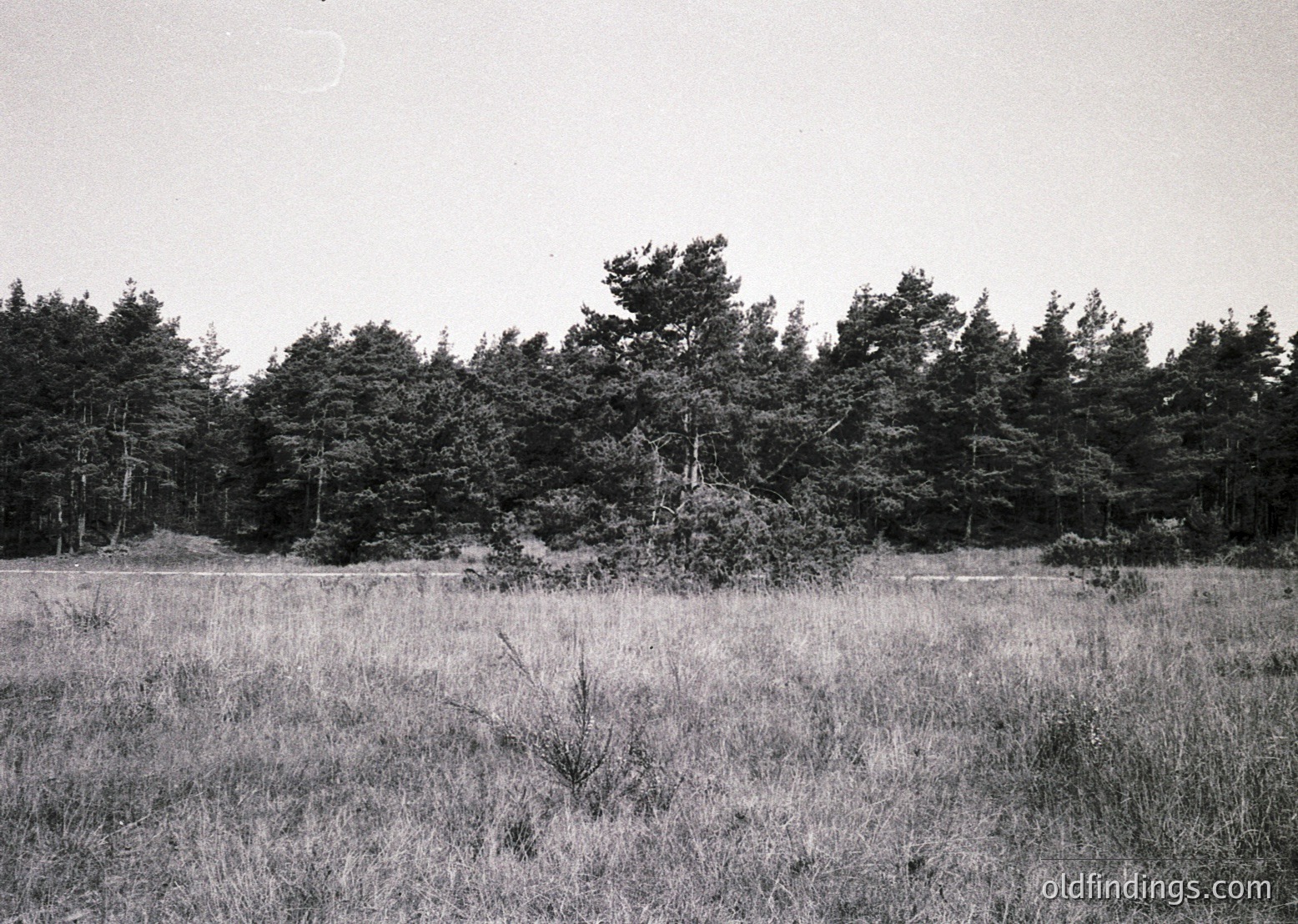 Black-and-white landscape of dense coniferous forest edge with tall, dry grass foreground. Likely mid-20th century due to grainy film texture.