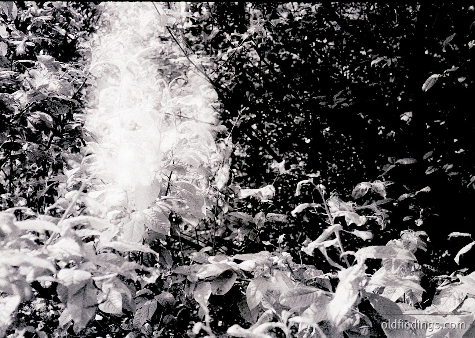 High-contrast black-and-white shot of autumn foliage in motion, captured from below. Falling leaves create dynamic streaks against dense tree branches, emphasizing texture and seasonal transition. Likely mid-20th century due to grain and composition style.