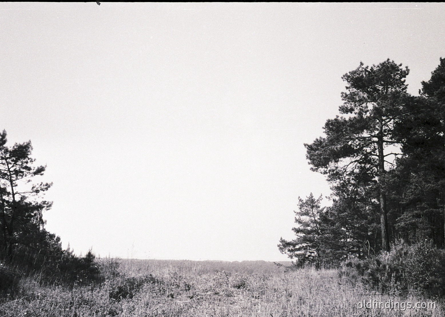 Black-and-white landscape featuring sparse pine trees framing a vast, open grassy plain under an overcast sky. The composition suggests a mid-20th century aesthetic, likely 1950s–1970s. The simplicity and lighting evoke a timeless, minimalist natural setting.