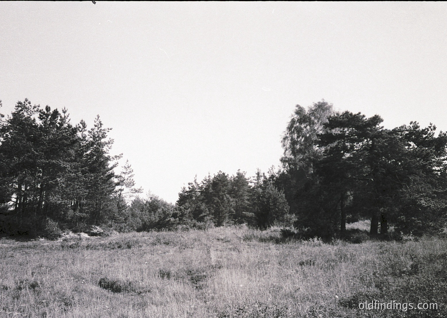 Vintage black-and-white landscape of dense forest edge with tall grass and scattered trees. Overgrown path or clearing in mid-ground suggests minimal human activity. Soft lighting indicates midday or early afternoon.