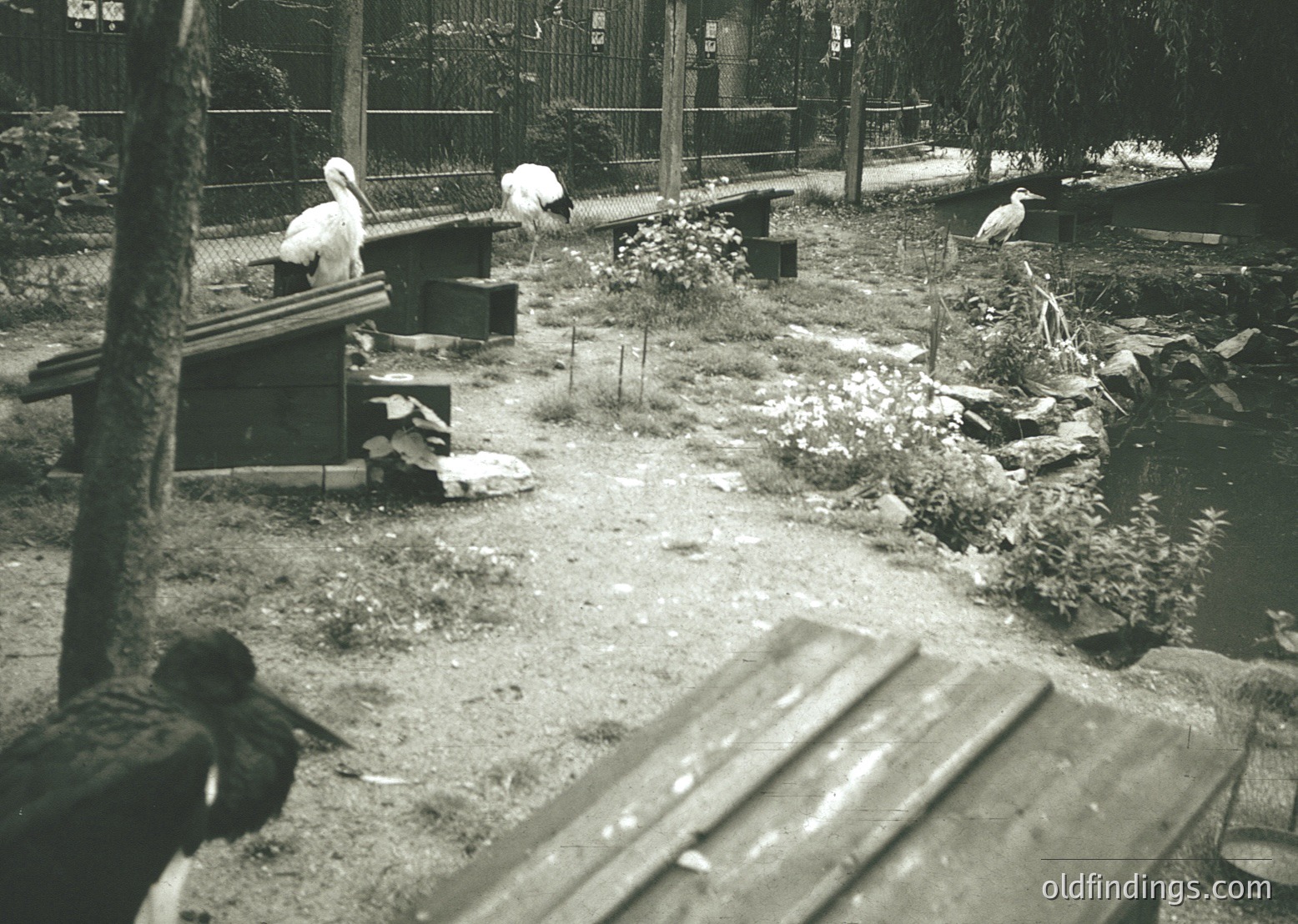 Black-and-white zoo enclosure featuring three white storks perched on wooden platforms and benches. Wooden fencing and pathways with gravel surround a shallow water feature. Mid-20th century design with rustic materials.